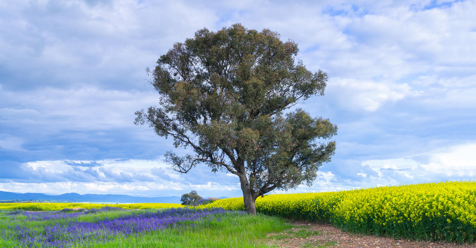 Wallpapers clouds field with flowers lone tree on the desktop