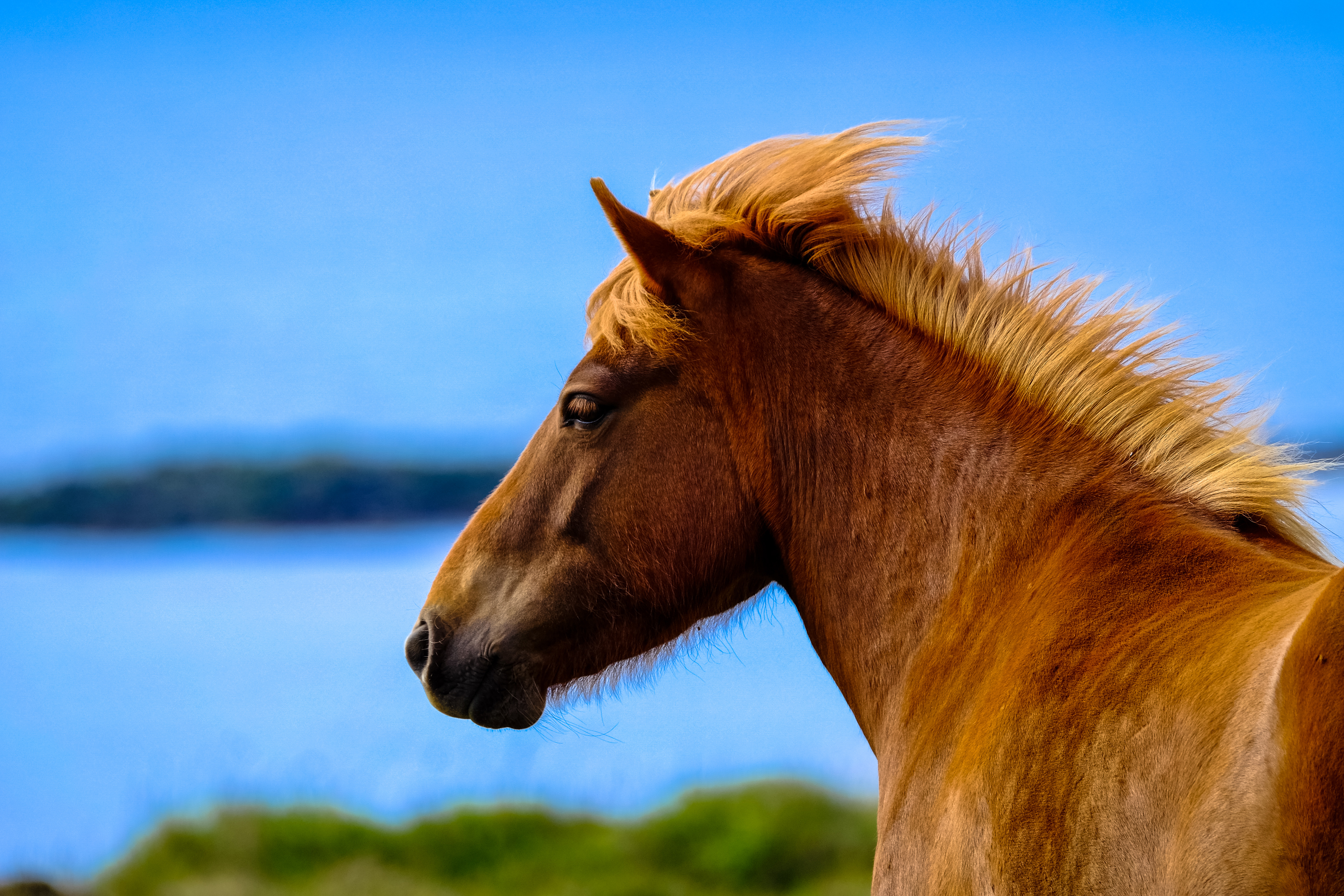 Horse hair. Лошади. Лошадиная морда. Голова лошади. Рыжая лошадь.