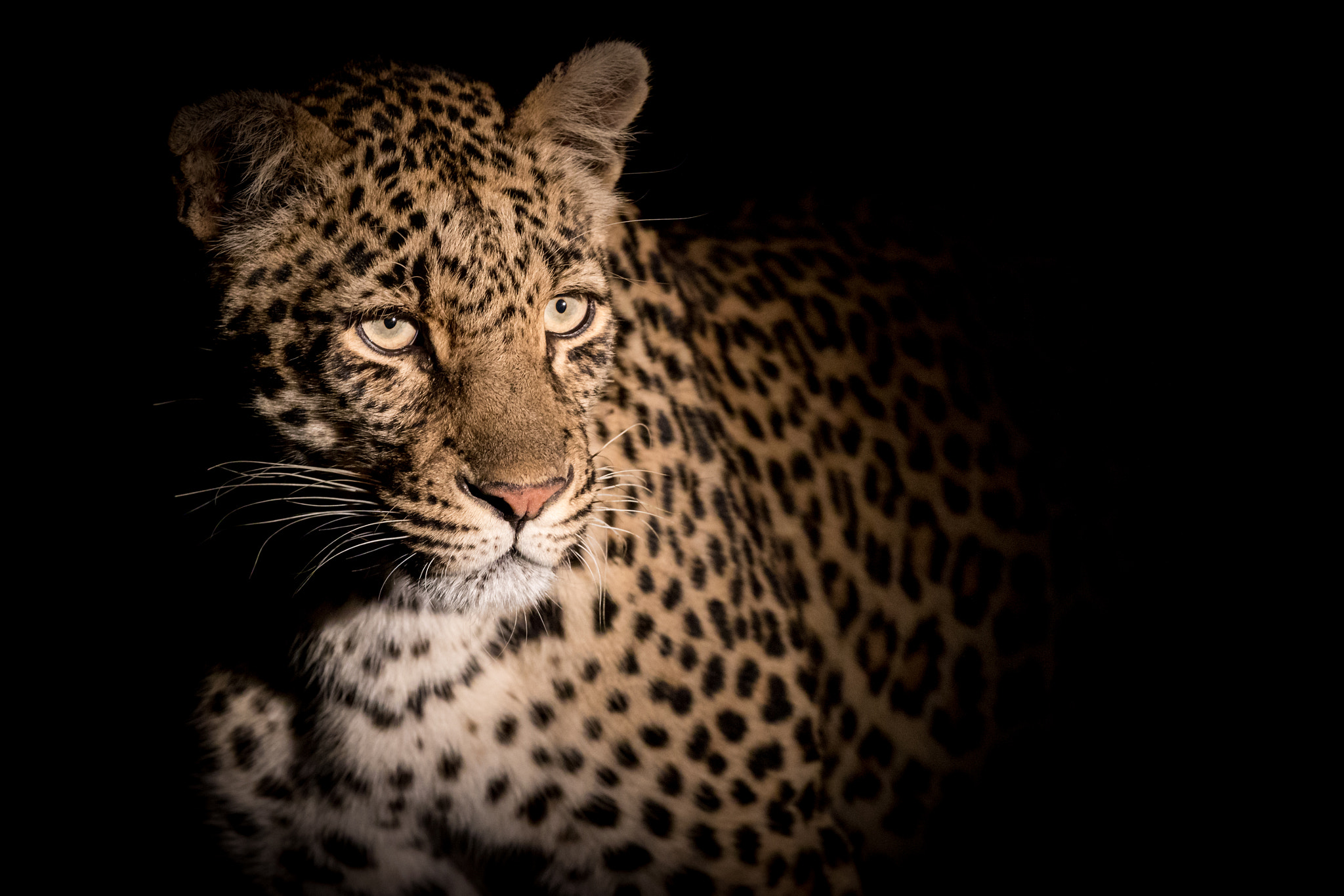 Free photo Wallpaper, leopard, predator, big cat on the desktop high quality