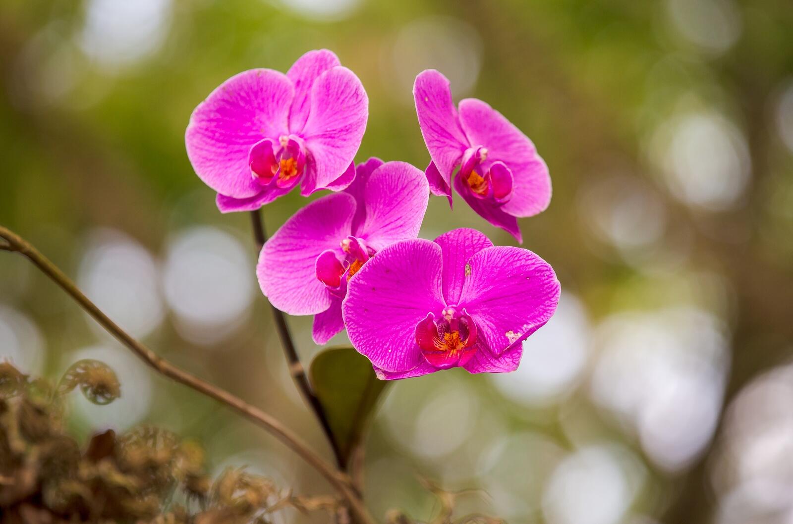 Wallpapers purple orchids blurred petals on the desktop