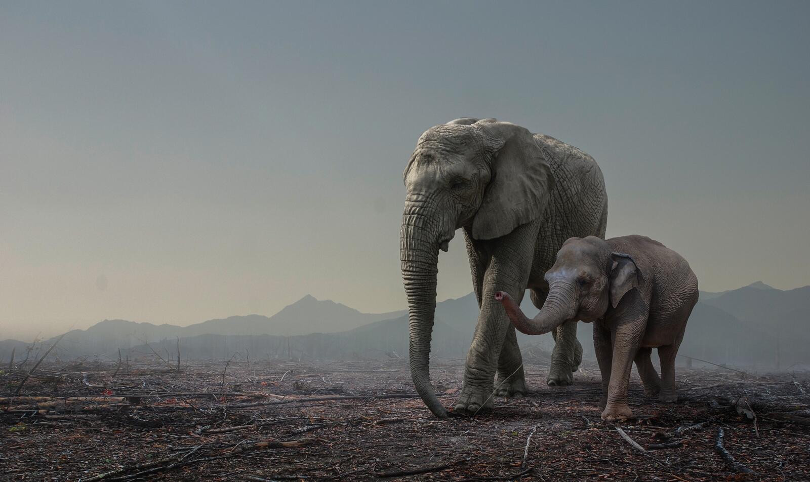Wallpapers dawn elephants elephant on the desktop
