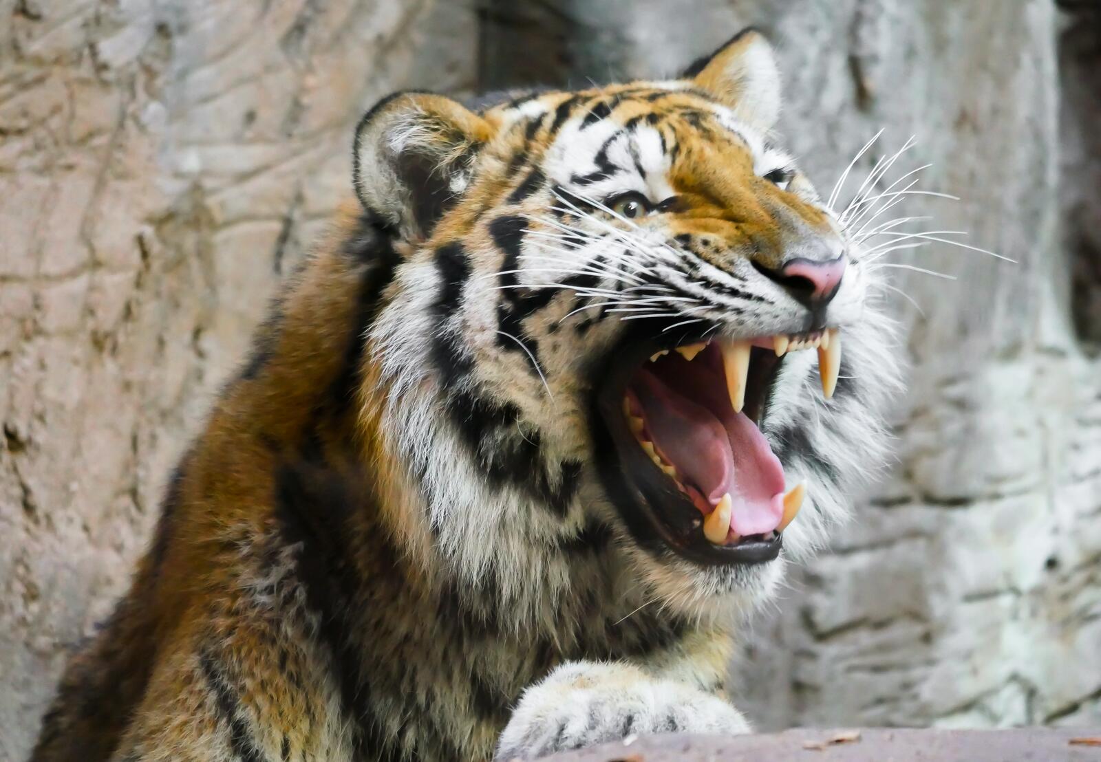 Обои тигр зубы большие кошки на рабочий стол