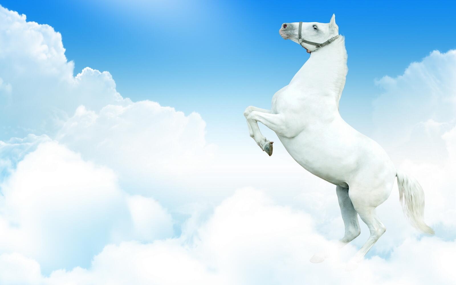 Бесплатное фото Белая лошадь в облаках