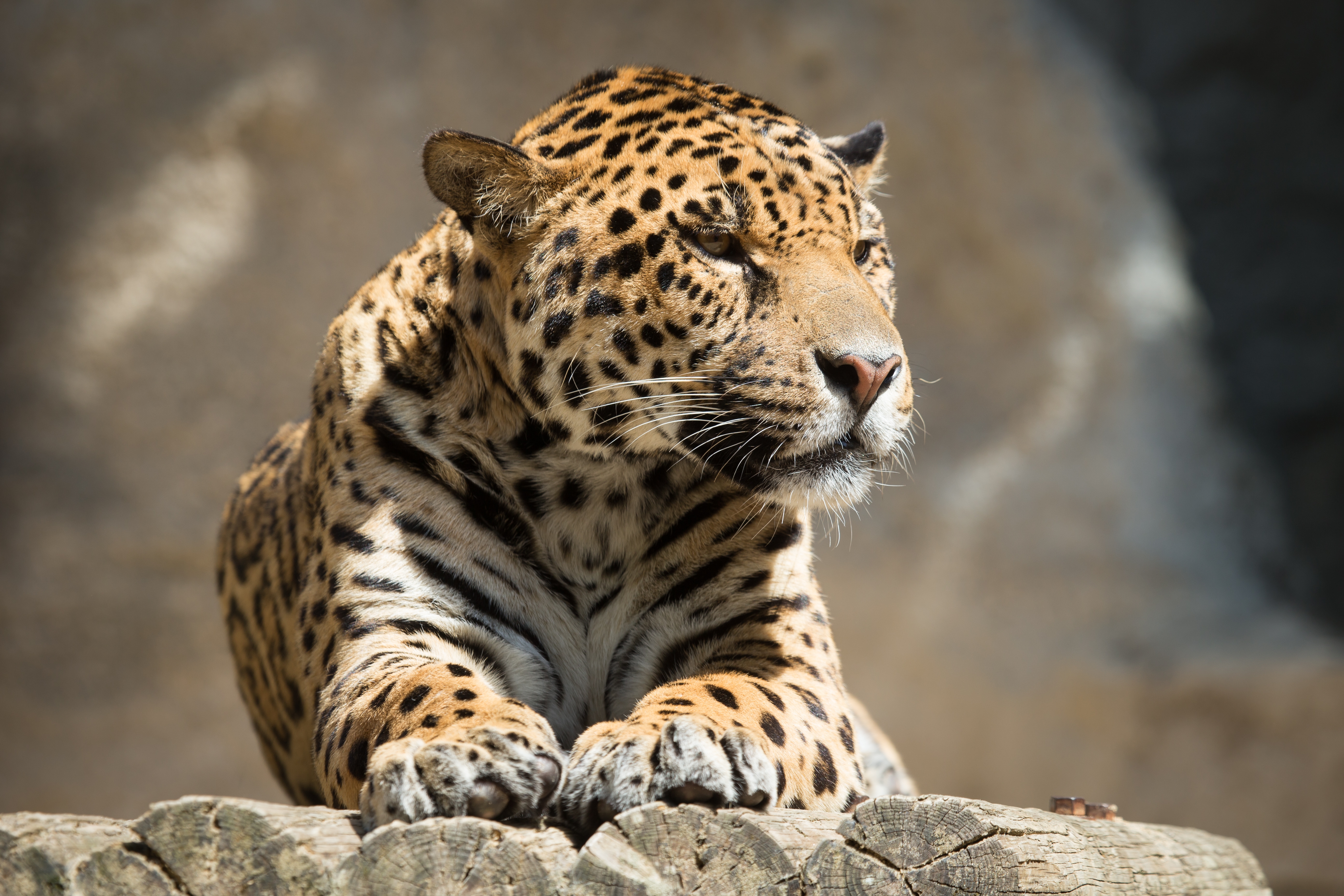 Фото бесплатно Jaguar, лежать, большие кошки