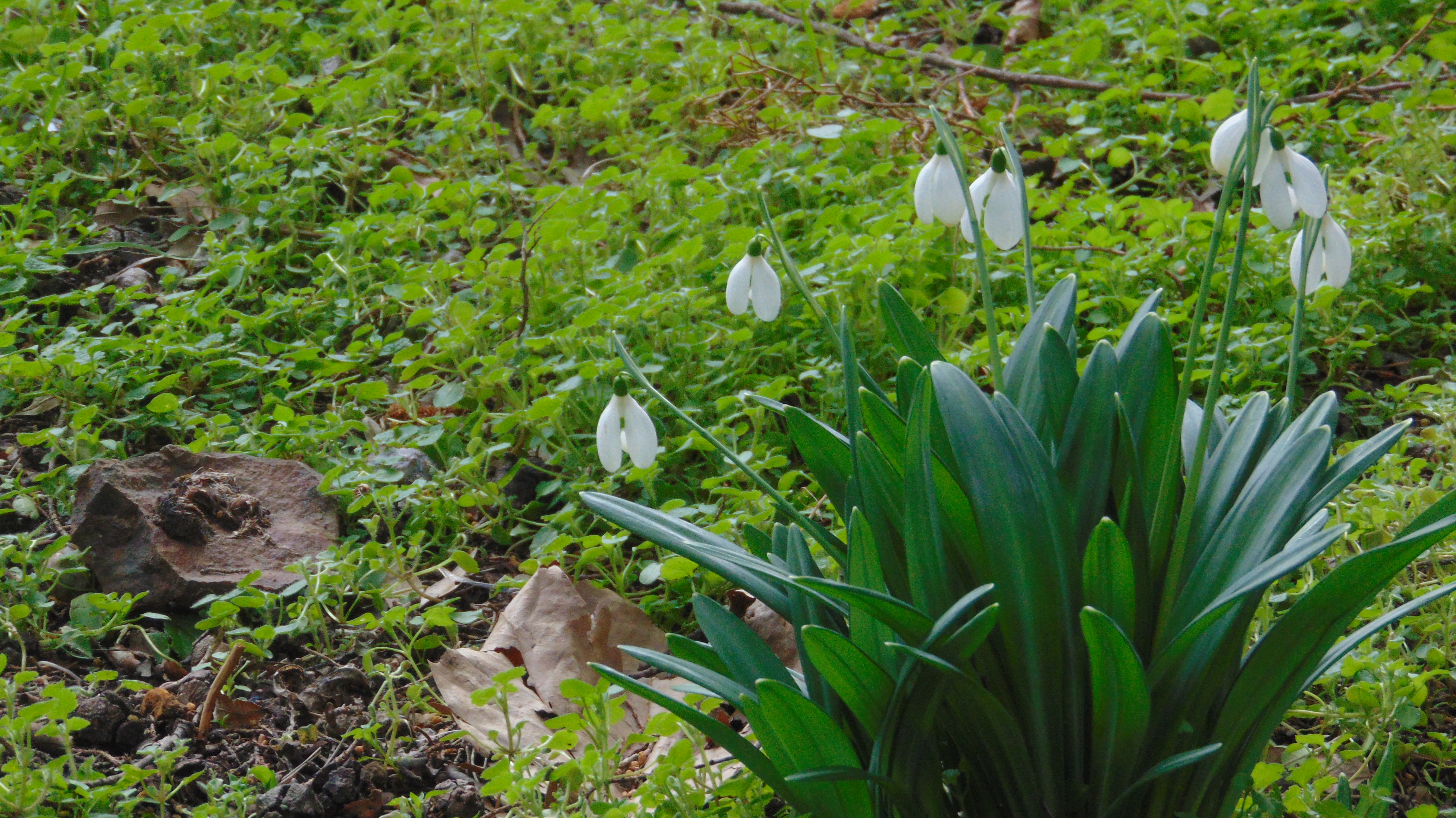 Free photo The first snowdrops