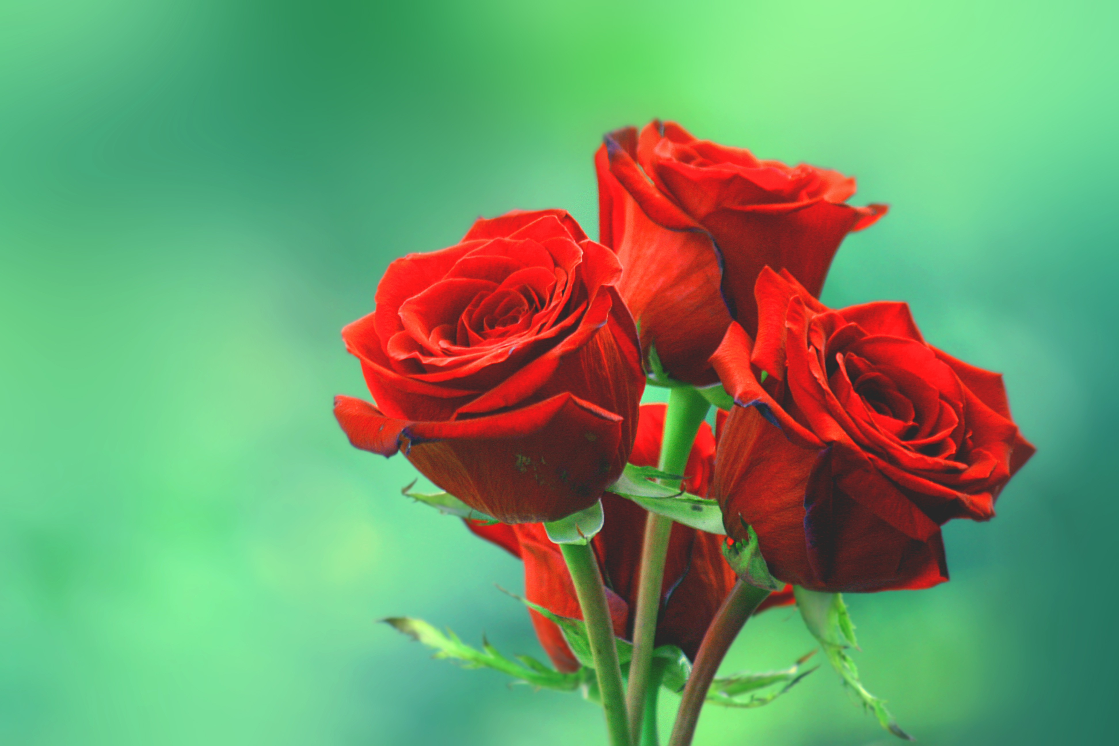 Free photo Photos of roses, flowers on the phone