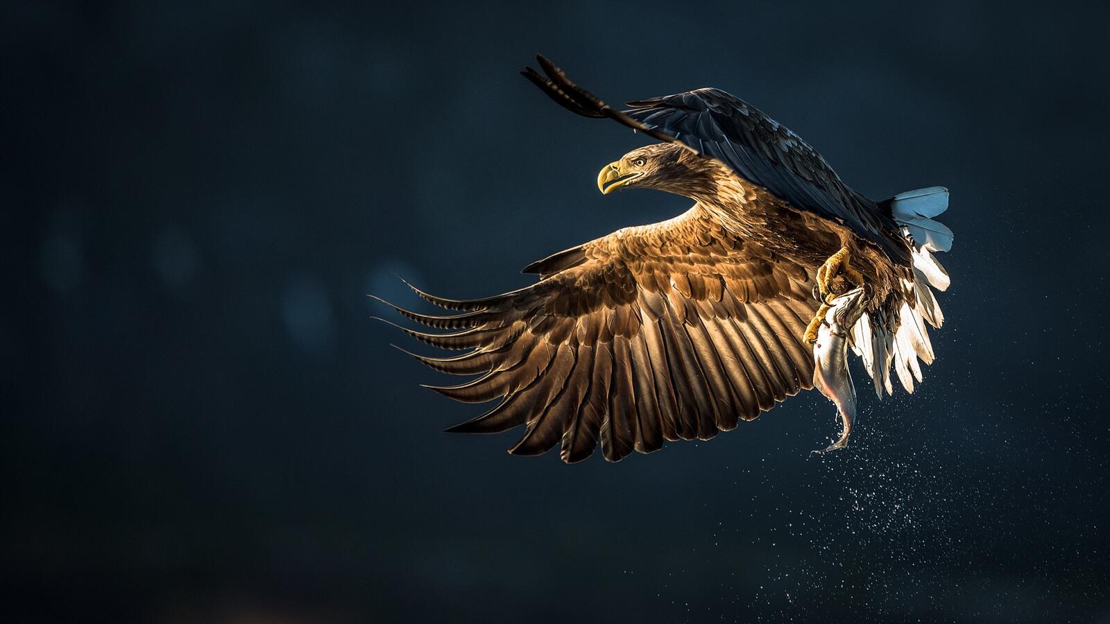 Wallpapers wallpaper eagle hunting fly on the desktop