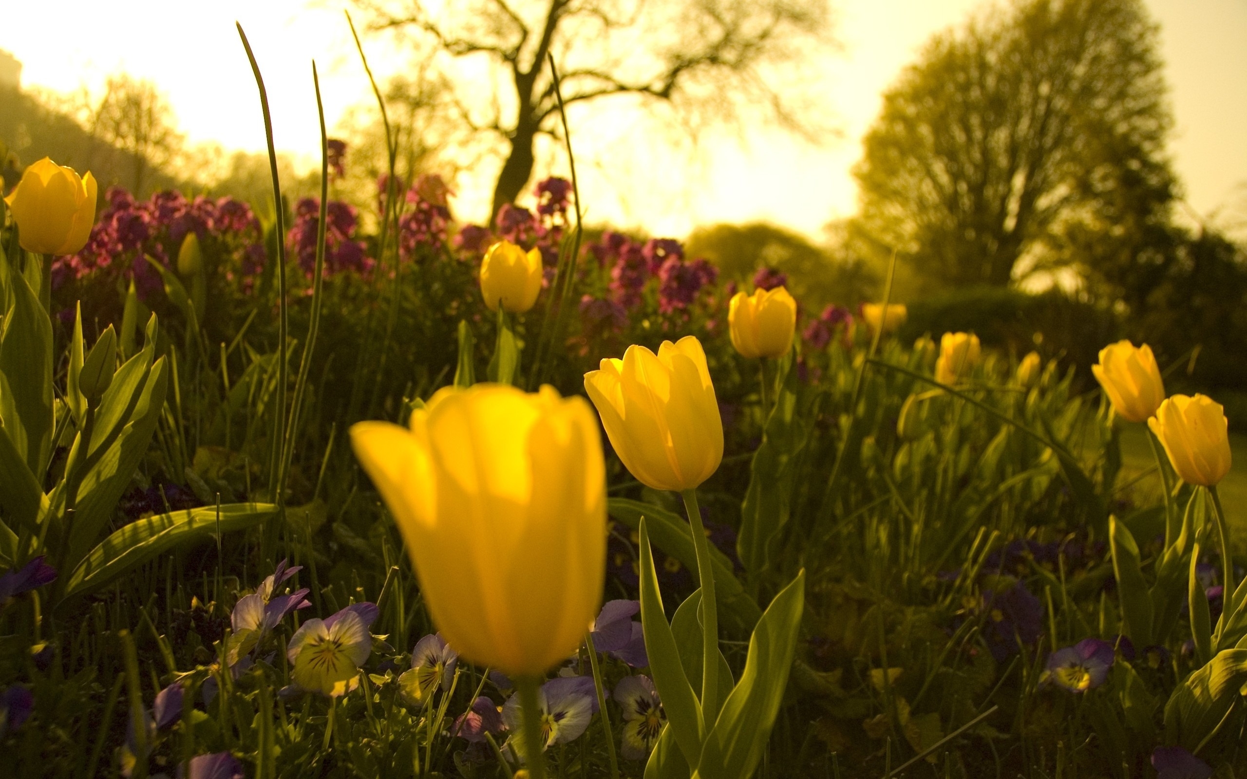 Фото бесплатно жёлтые тюльпаны, восход солнца, клумба