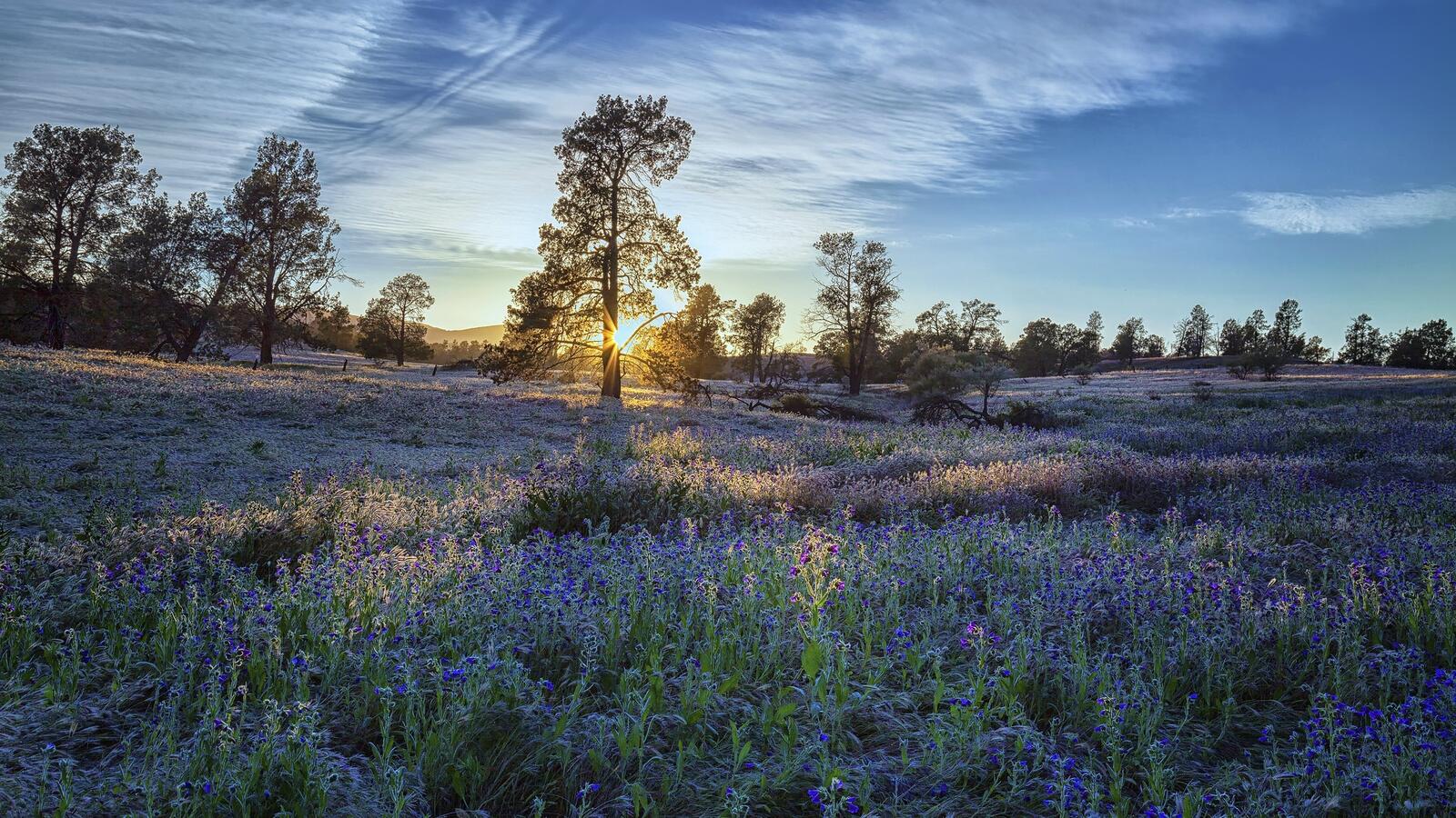 Wallpapers sunny weather wildflowers landscape on the desktop