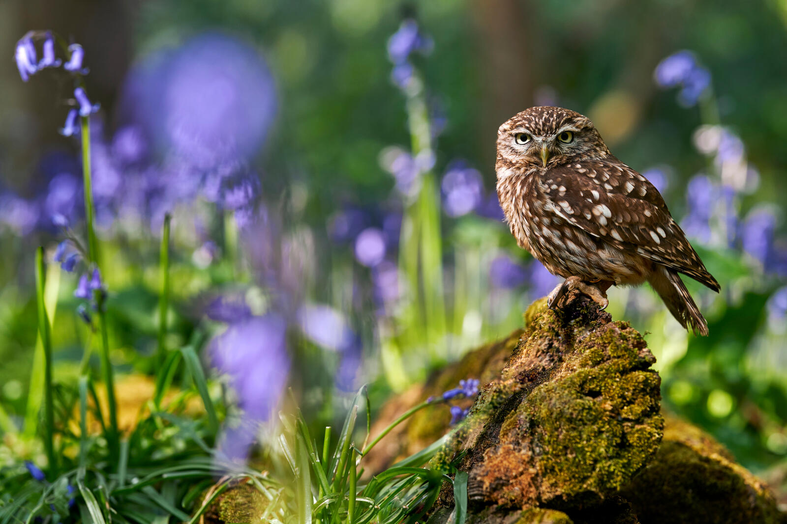 Wallpapers owl on a stone grass flowers on the desktop