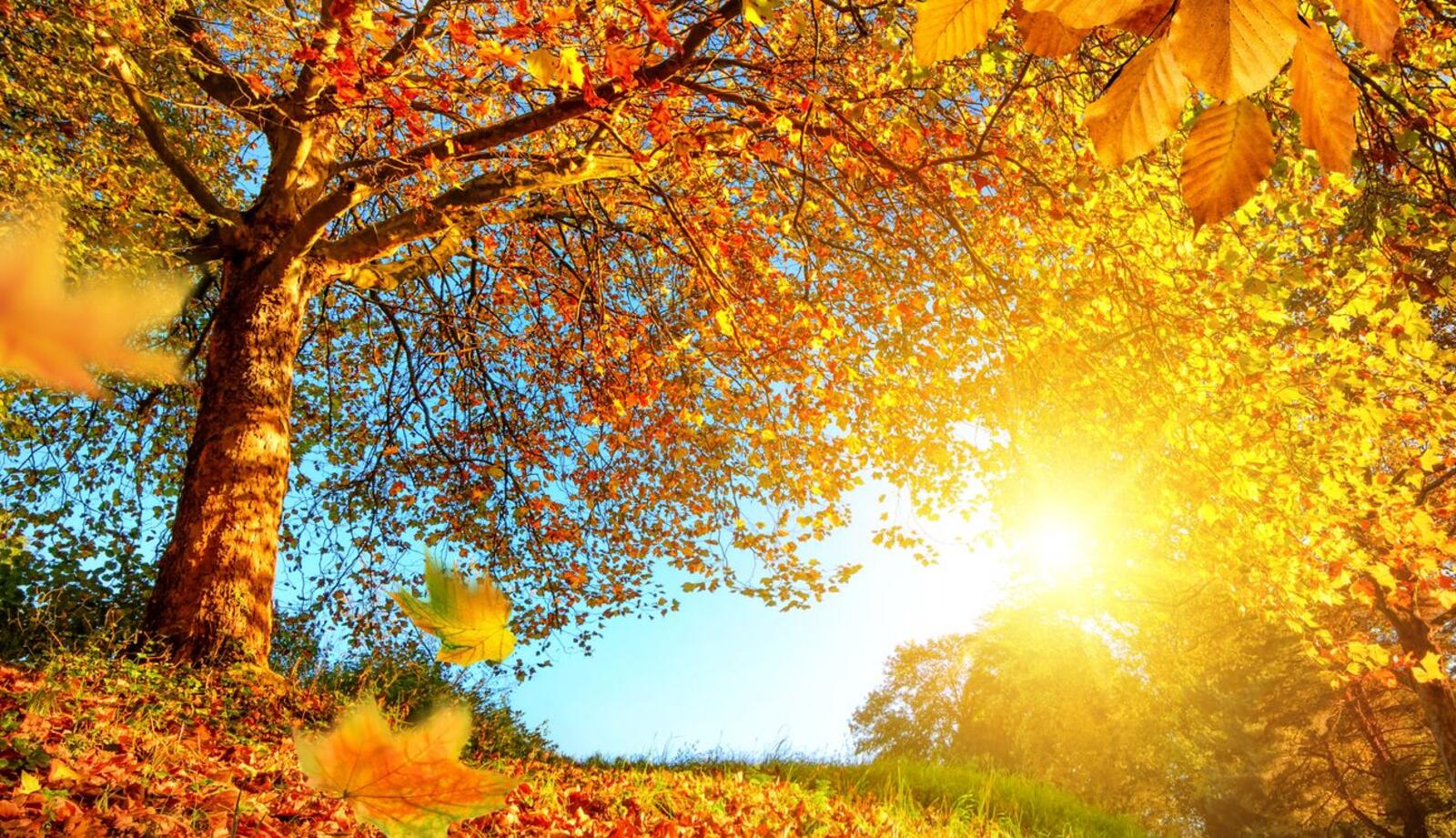 Обои осень листья солнечный свет на рабочий стол