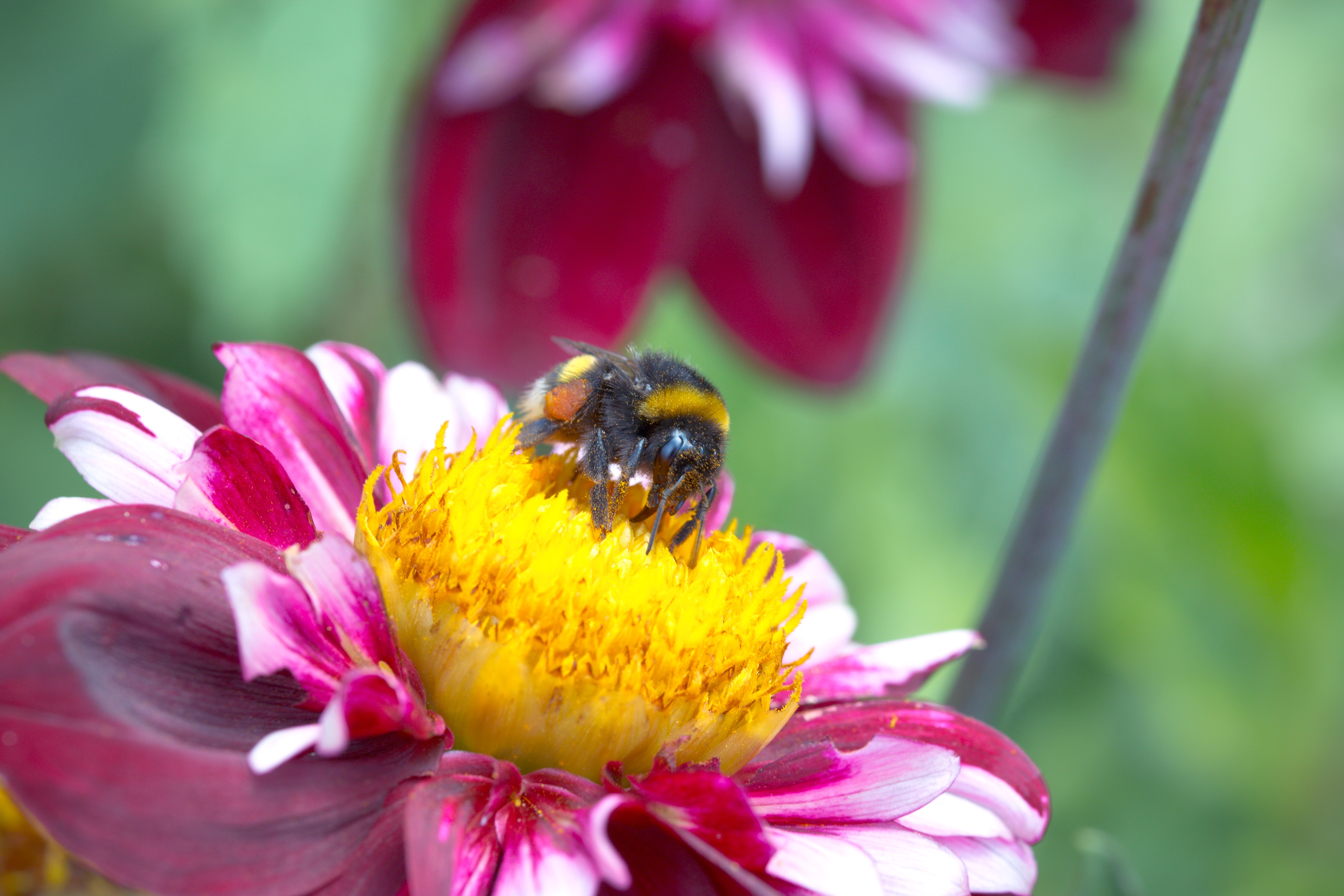 Опылители чудо. Пчела на цветке. Шмель. Макросъемка пчела на цветке. Шмель на цветах.