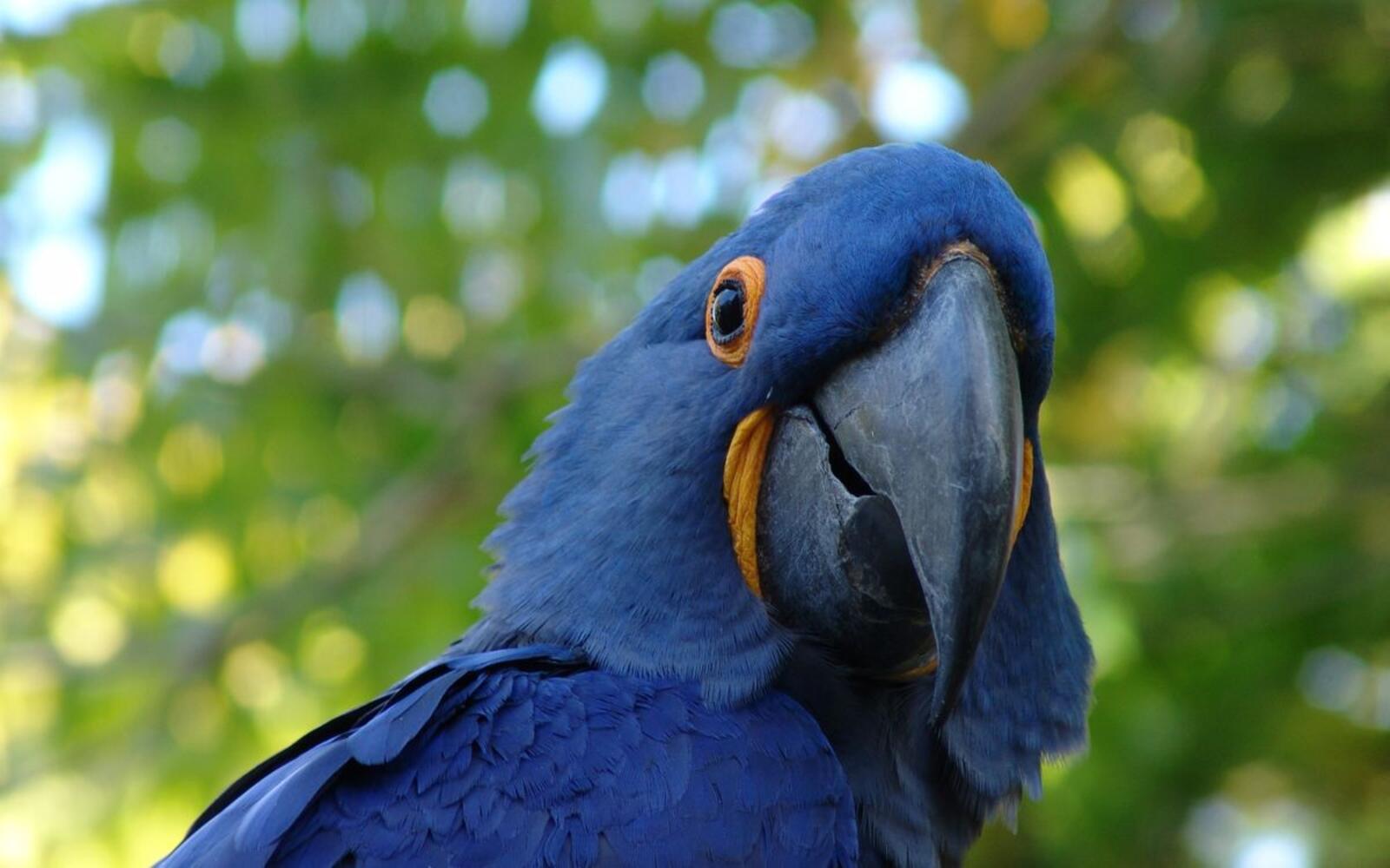 Wallpapers blue macaw parrot boke photography on the desktop