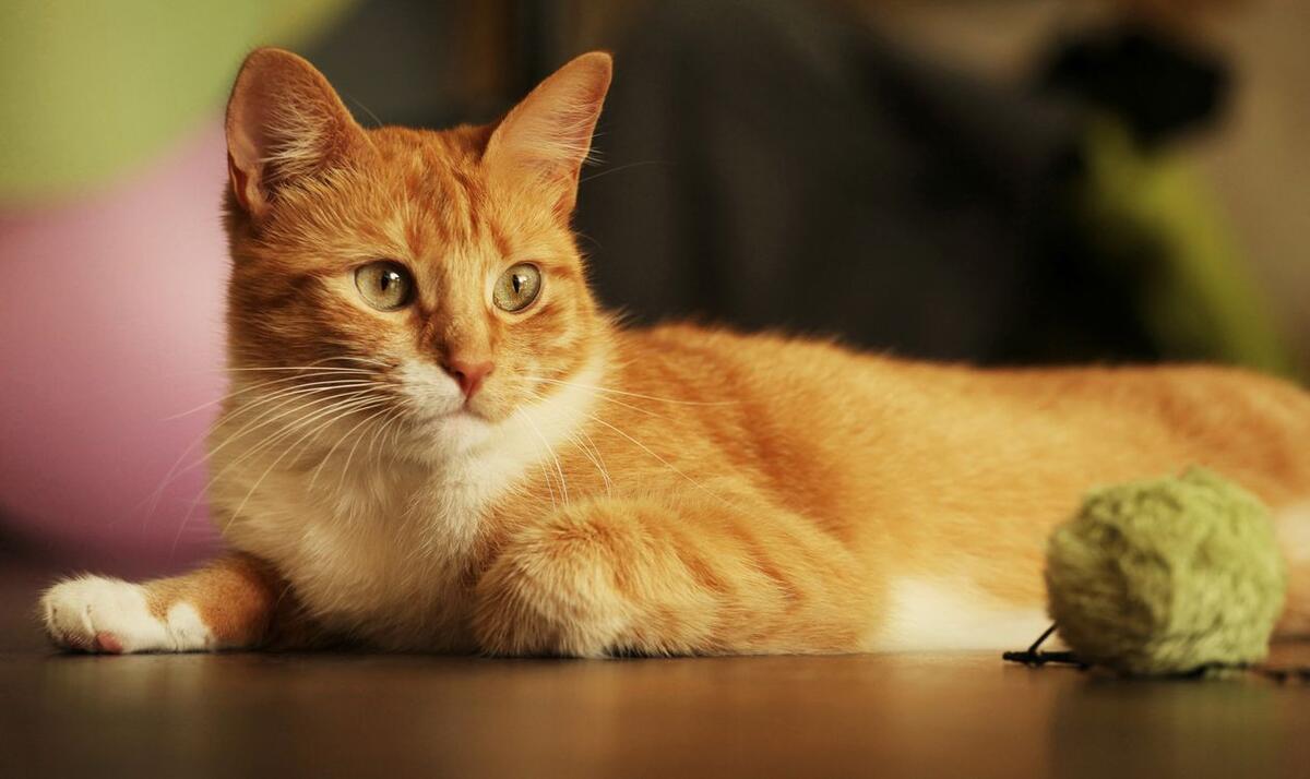 Рыжий домашний кот