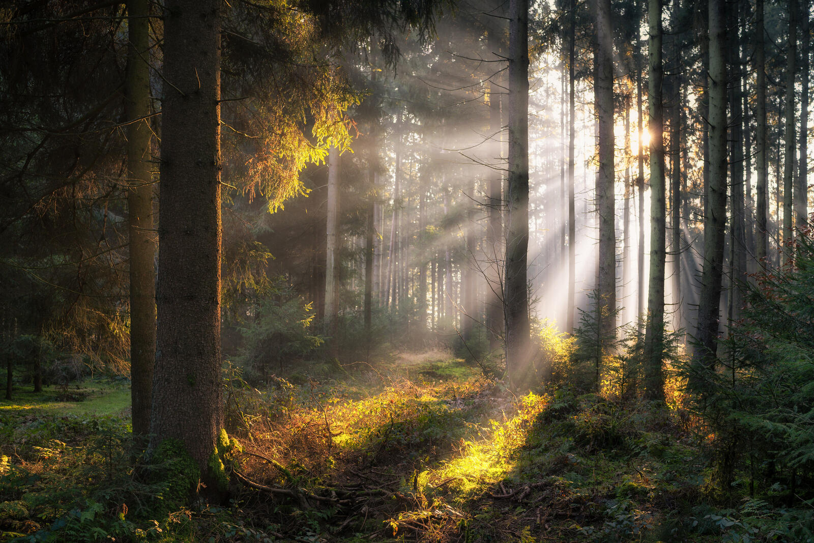 Wallpapers nature rays of light bavaria on the desktop