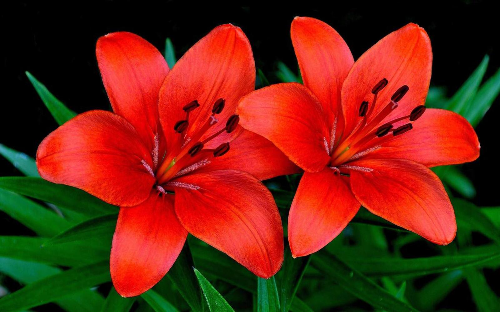 Free photo Two red lilies
