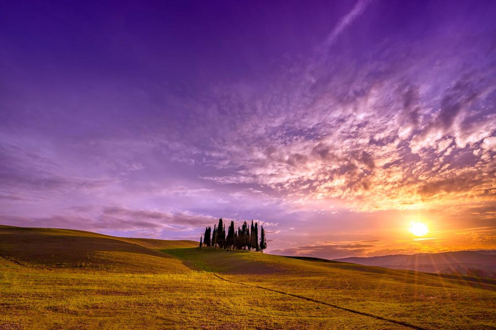 Wallpapers trees field Italy on the desktop