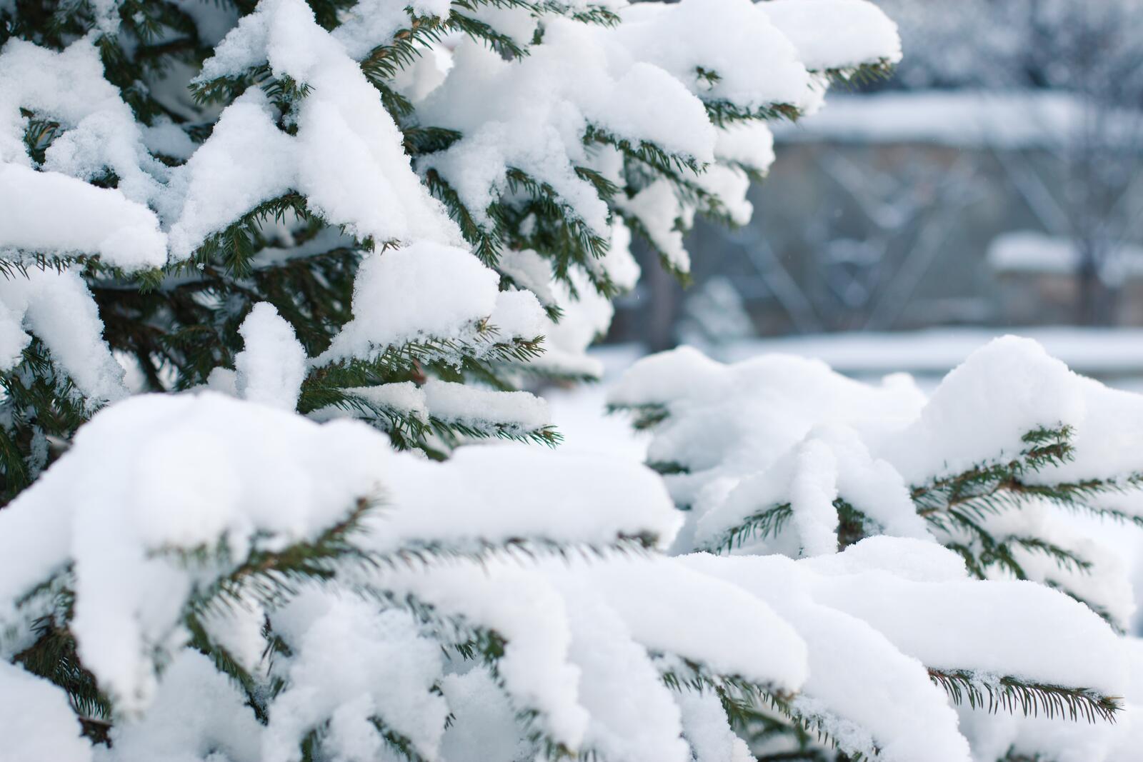 Обои рождественская елка мороз зимний лес на рабочий стол
