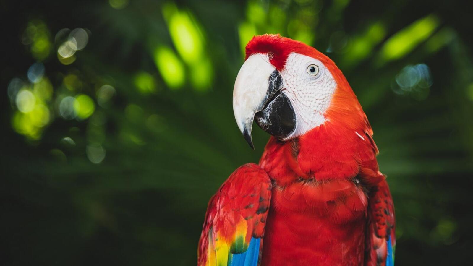 Wallpapers wallpaper macaw parrot sight close on the desktop