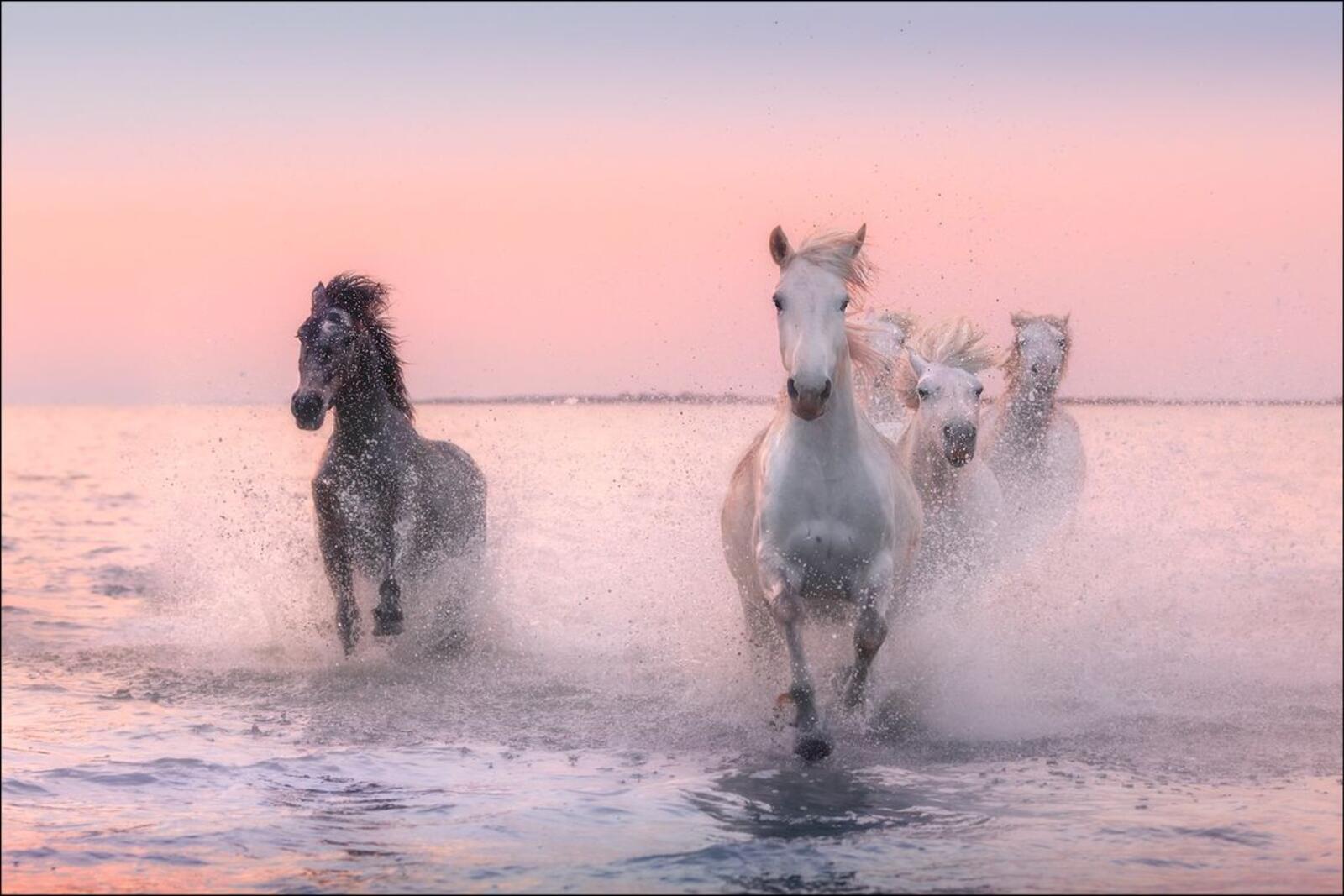 Wallpapers sunset horses herd on the desktop
