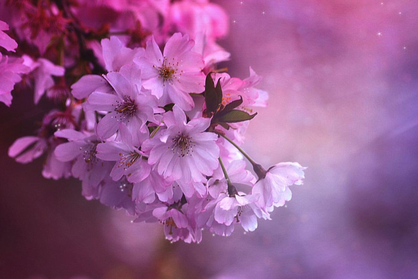 Wallpapers japanese cherry blossom flowering branch on the desktop