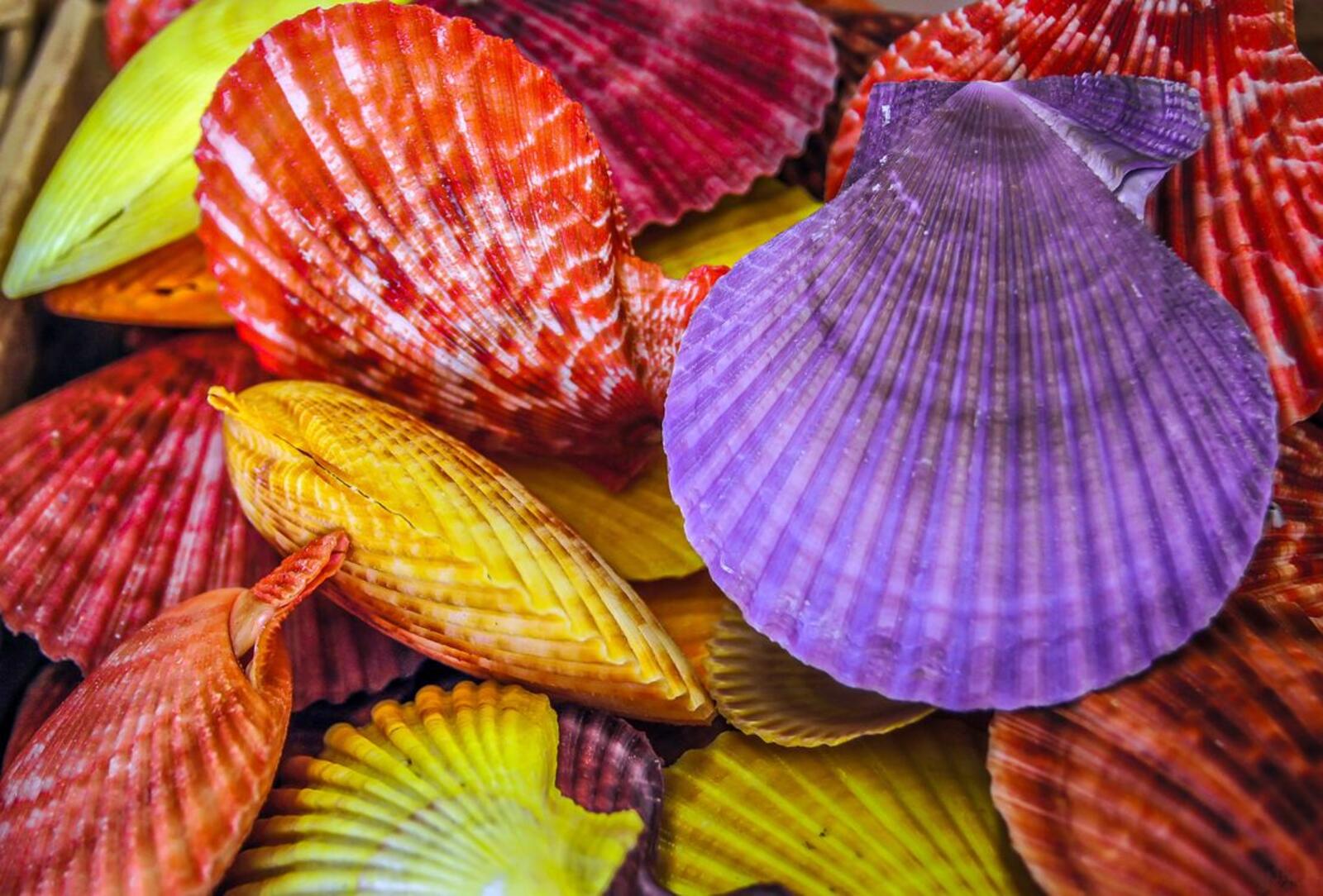 Wallpapers shells seafood mixed on the desktop