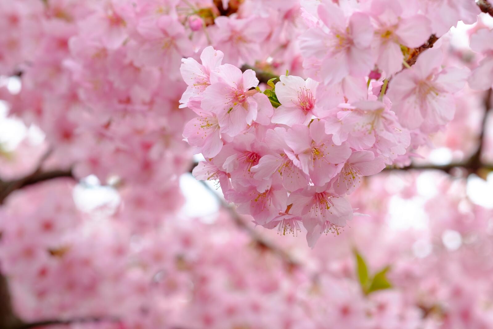 Обои цветение сакуры розовые лепестки дерево на рабочий стол