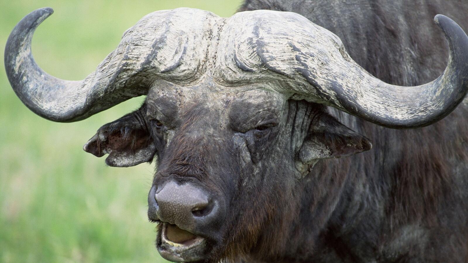 Wallpapers buffalo horns head on the desktop