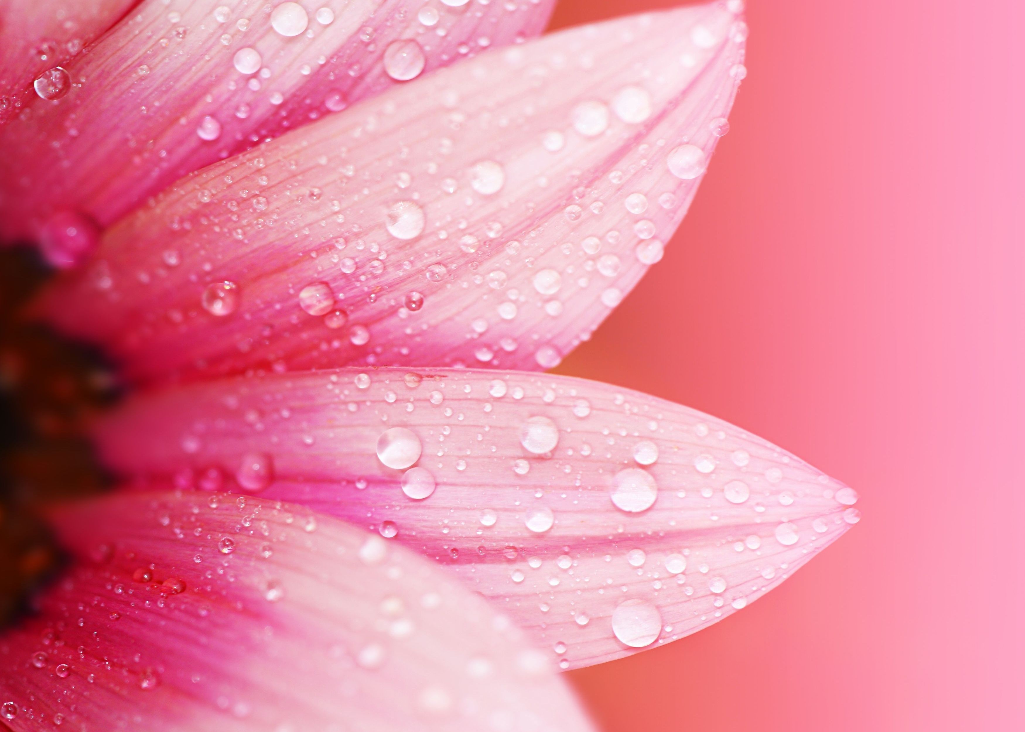 粉色花瓣上有雨滴的花朵
