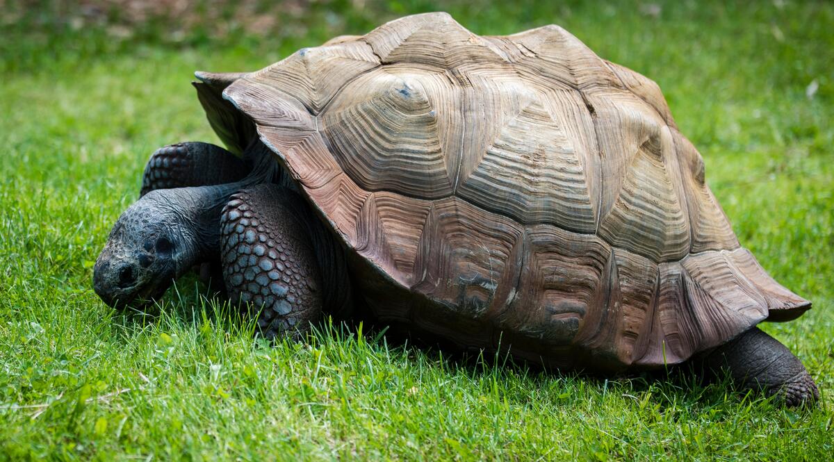 A large land tortoise crawls through the green grass.