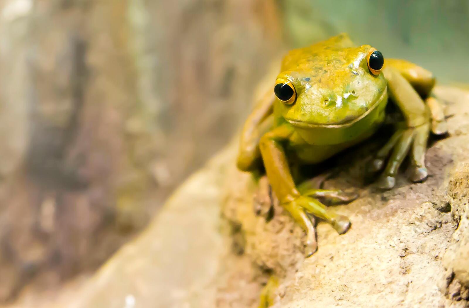 Бесплатное фото Желтая жаба