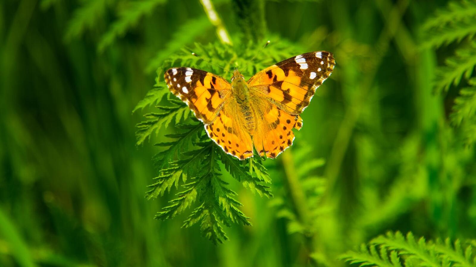 Wallpapers plant green background butterfly on the desktop