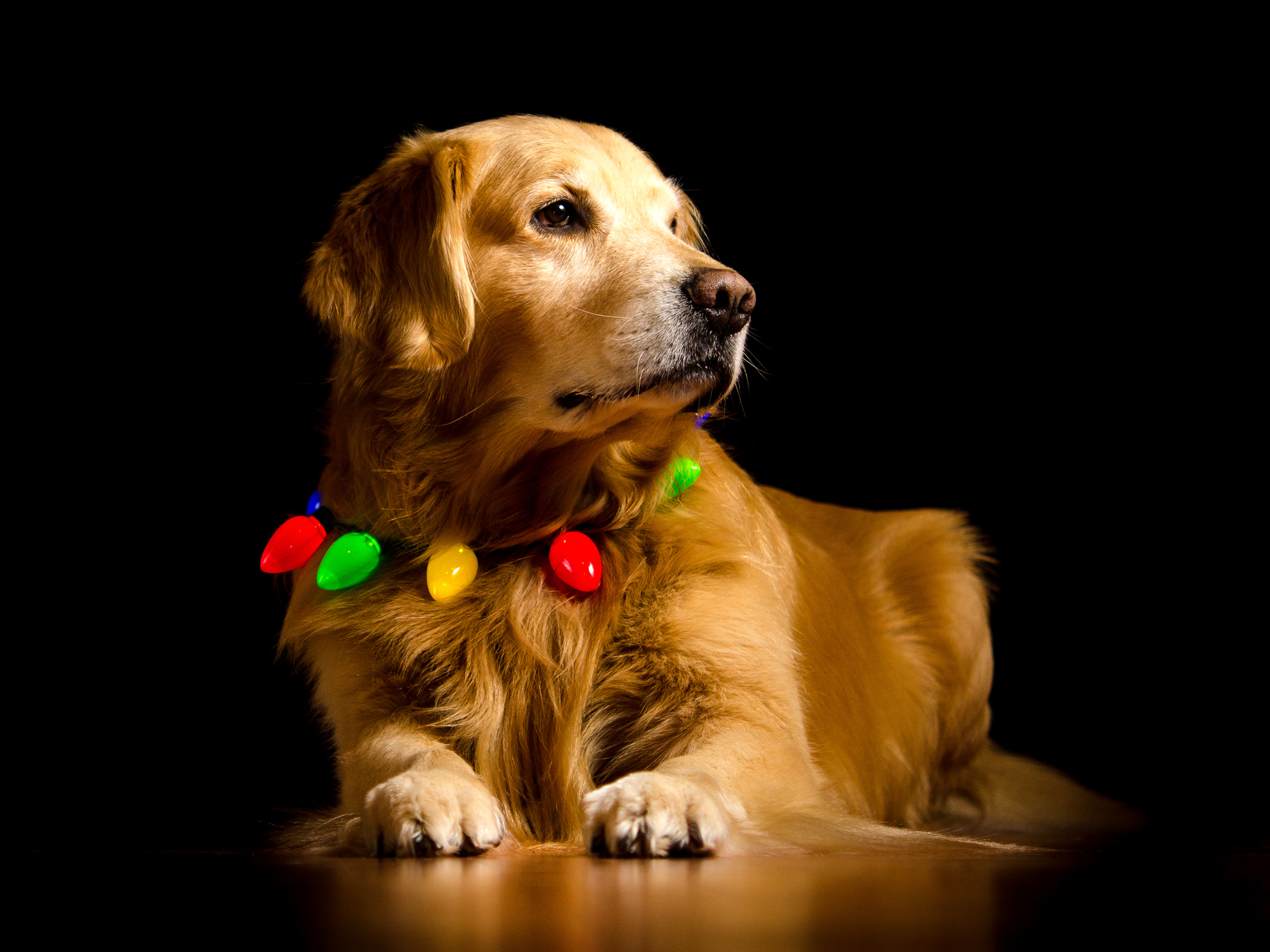 Фото золотой ретривер собака лапы - бесплатные картинки на Fonwall