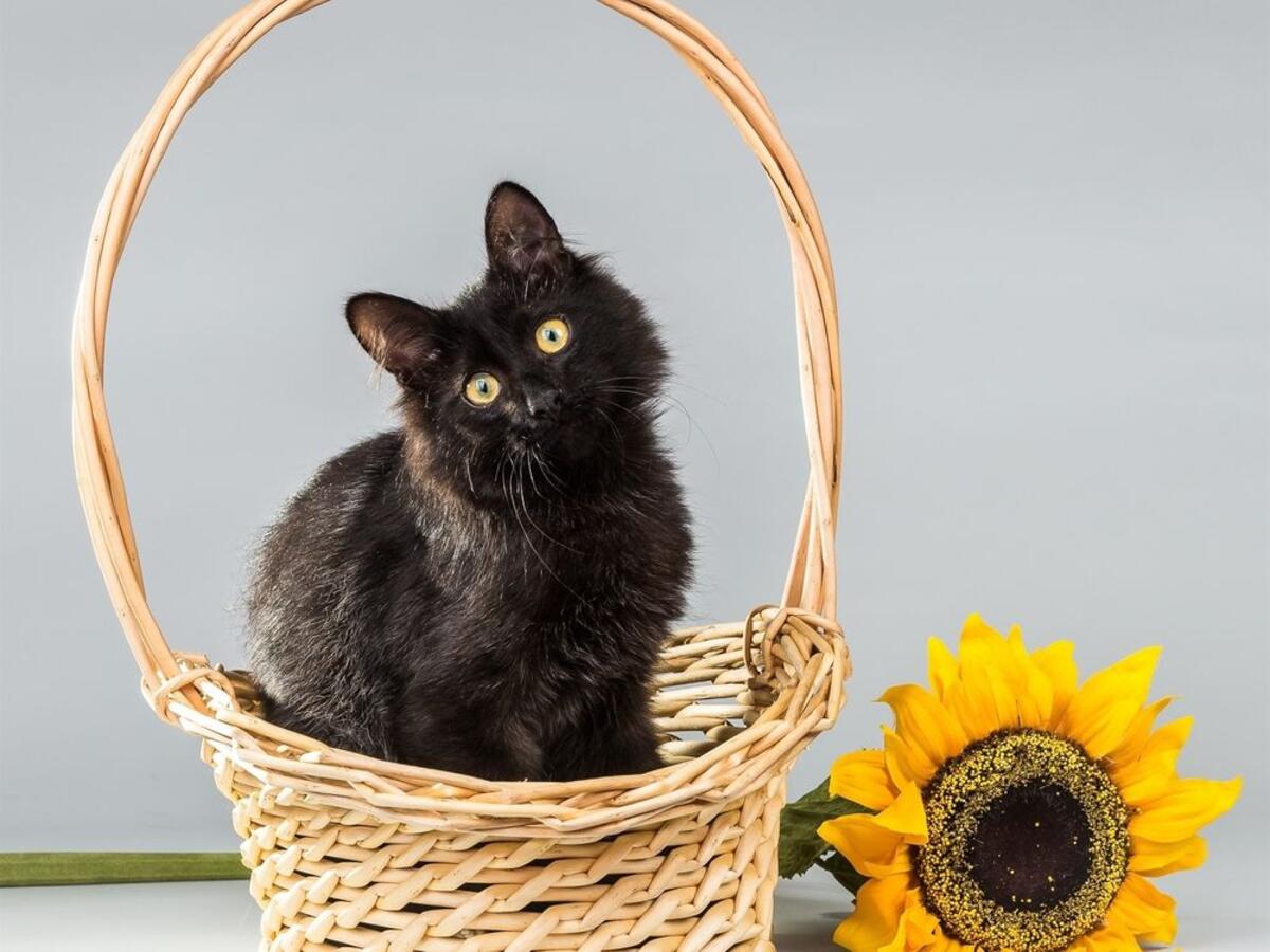 A black kitten sitting in a basket
