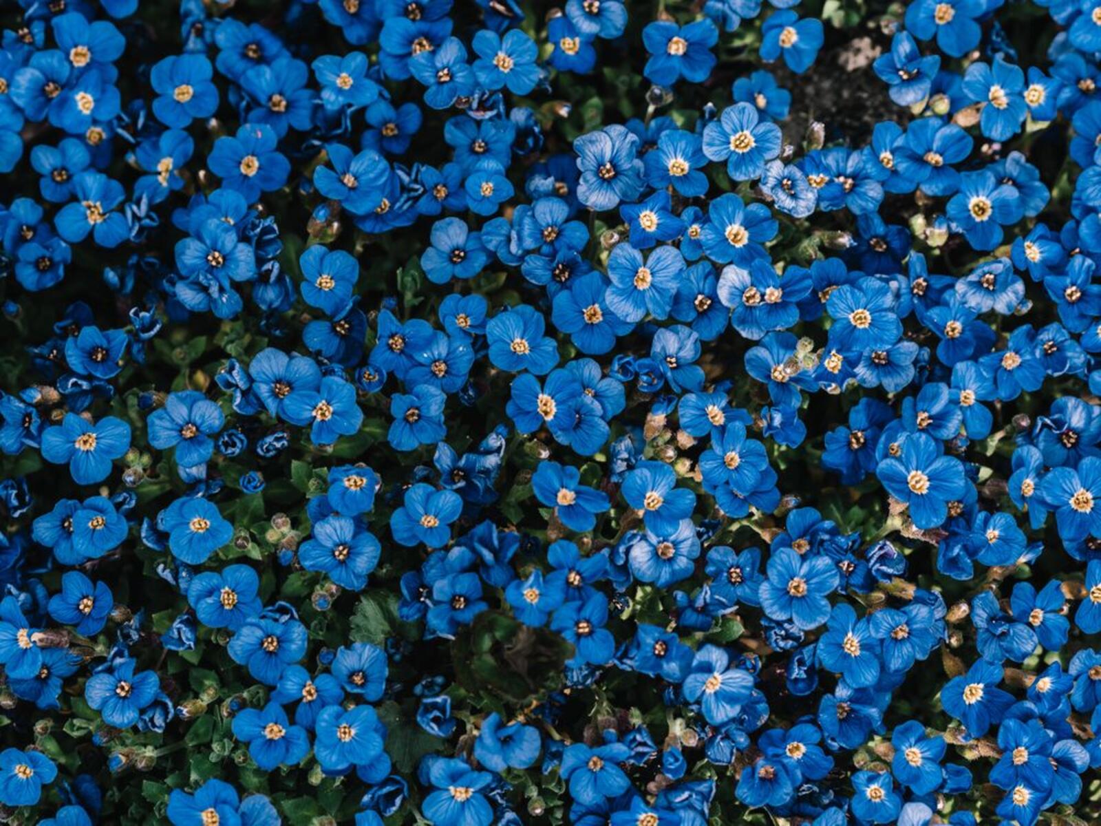 Обои синие цветы лепестки цветение на рабочий стол