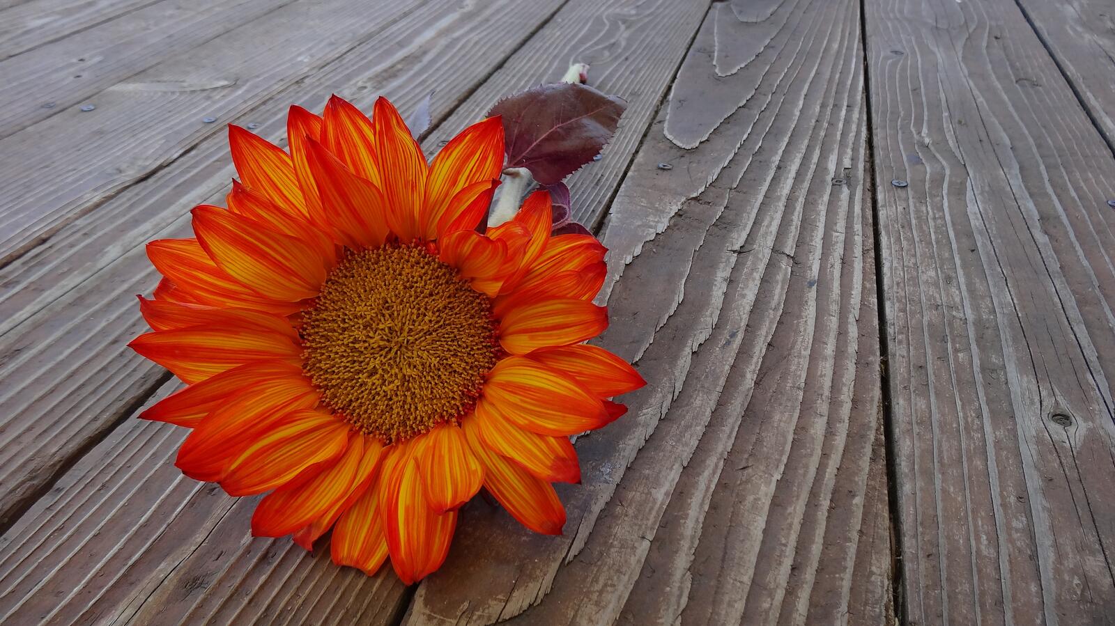 Free photo Flower on wooden boards