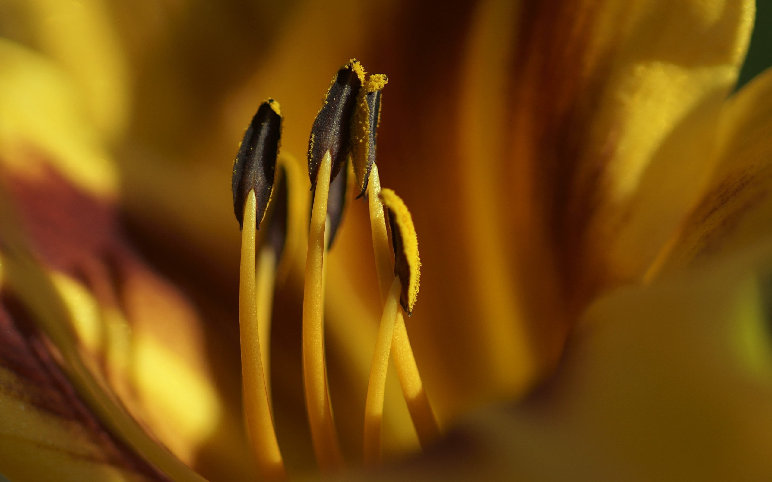 Фото бесплатно желтый, цветы, стебель растения