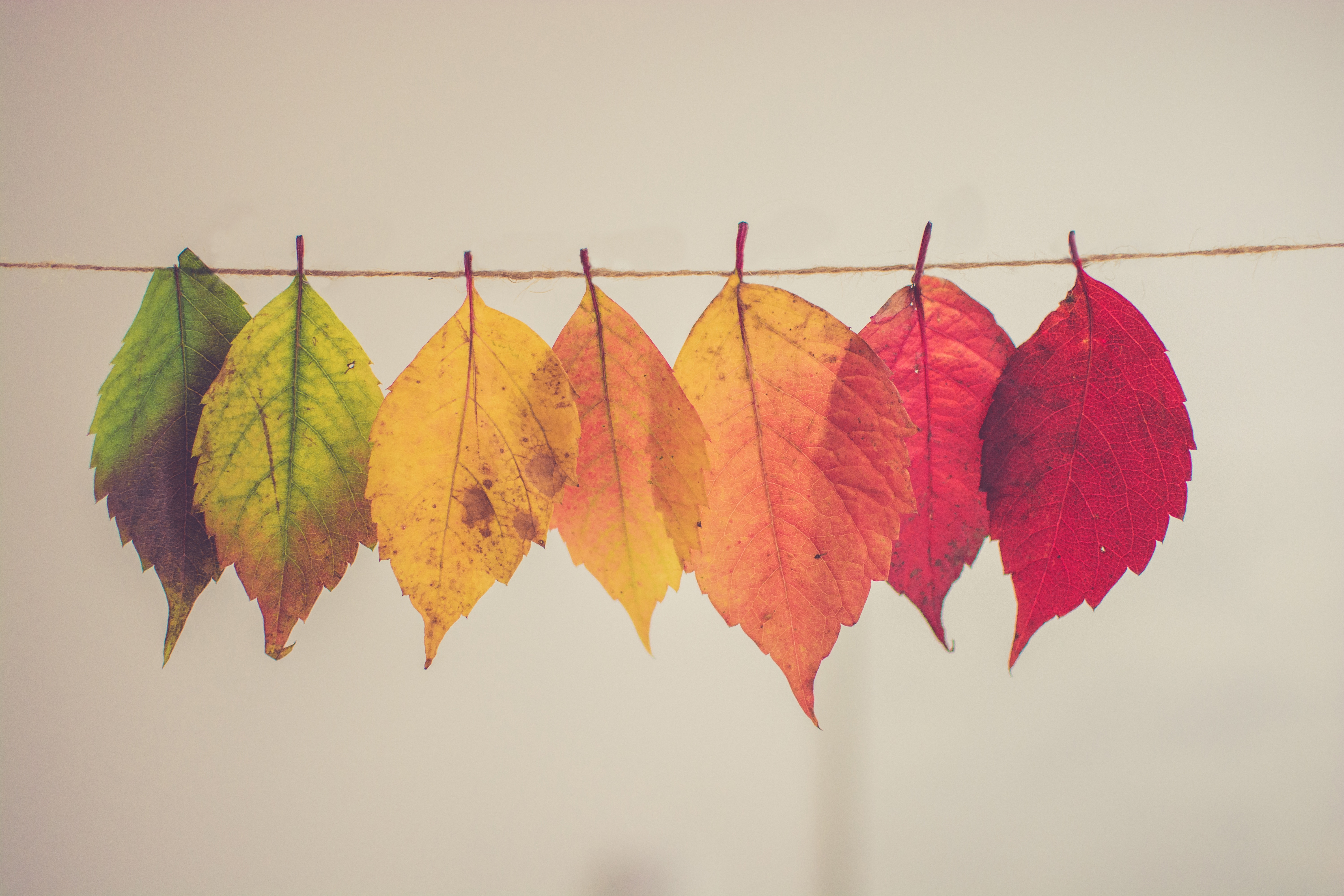 Фото бесплатно осенние листья, лист, красные листья