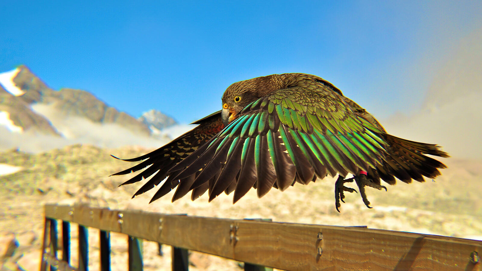 Обои птицы зеленые перья крылья на рабочий стол