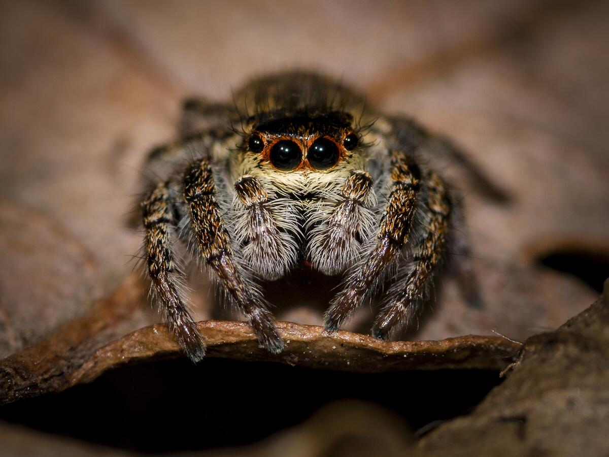 Cute little spider