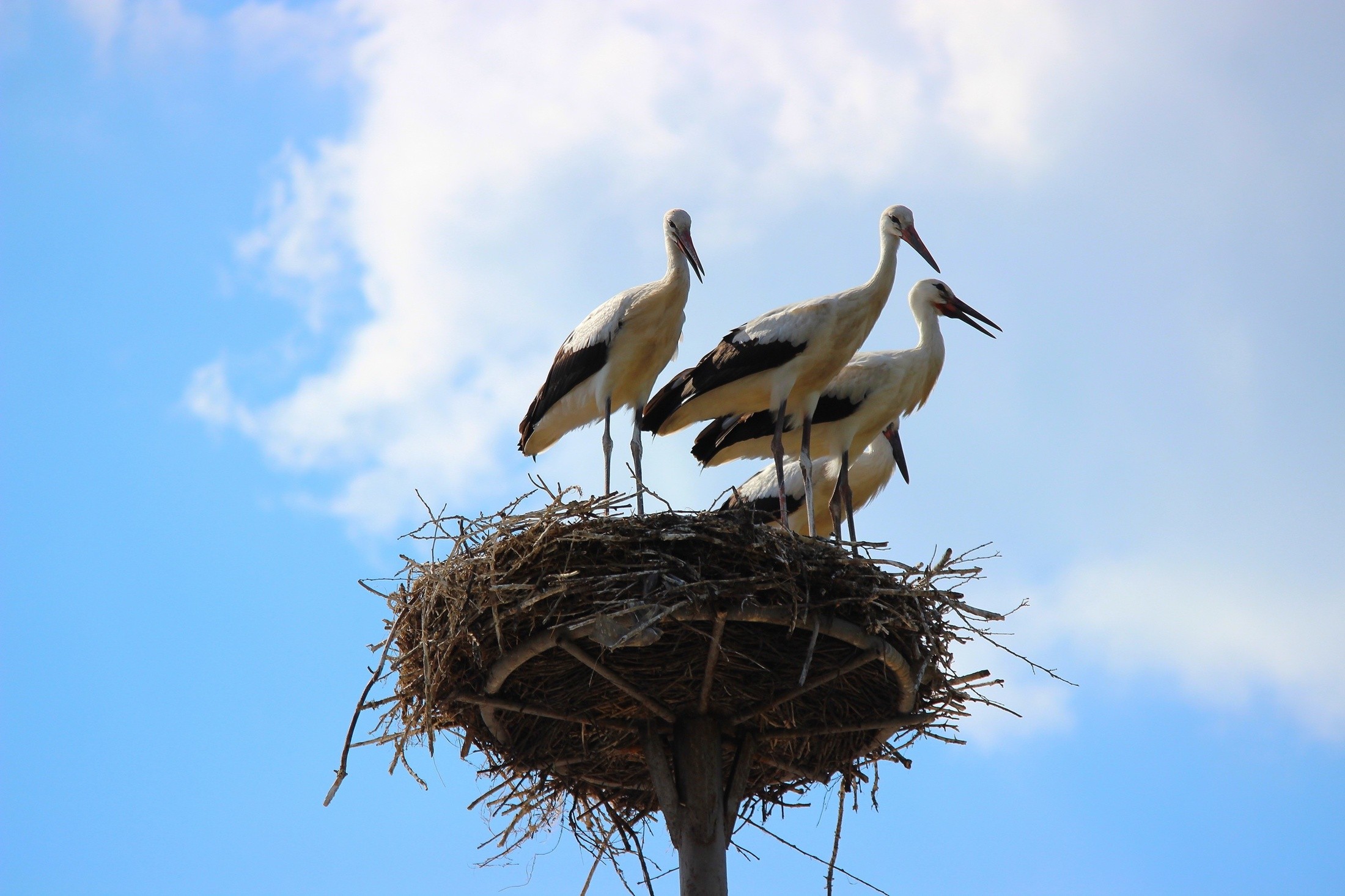 Free photo Storks in the big nest