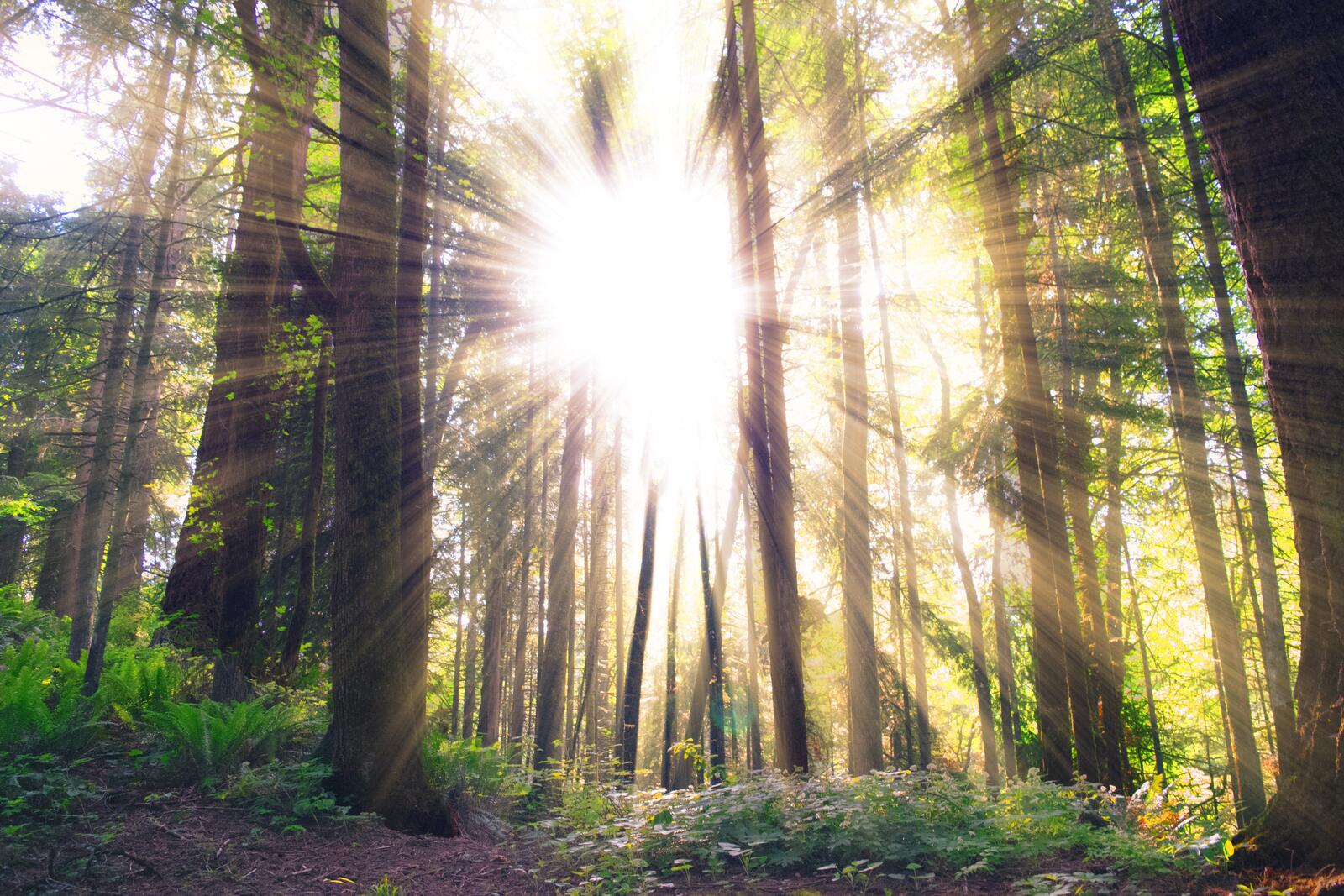 Бесплатное фото Солнечные лучи в хвойном лесу