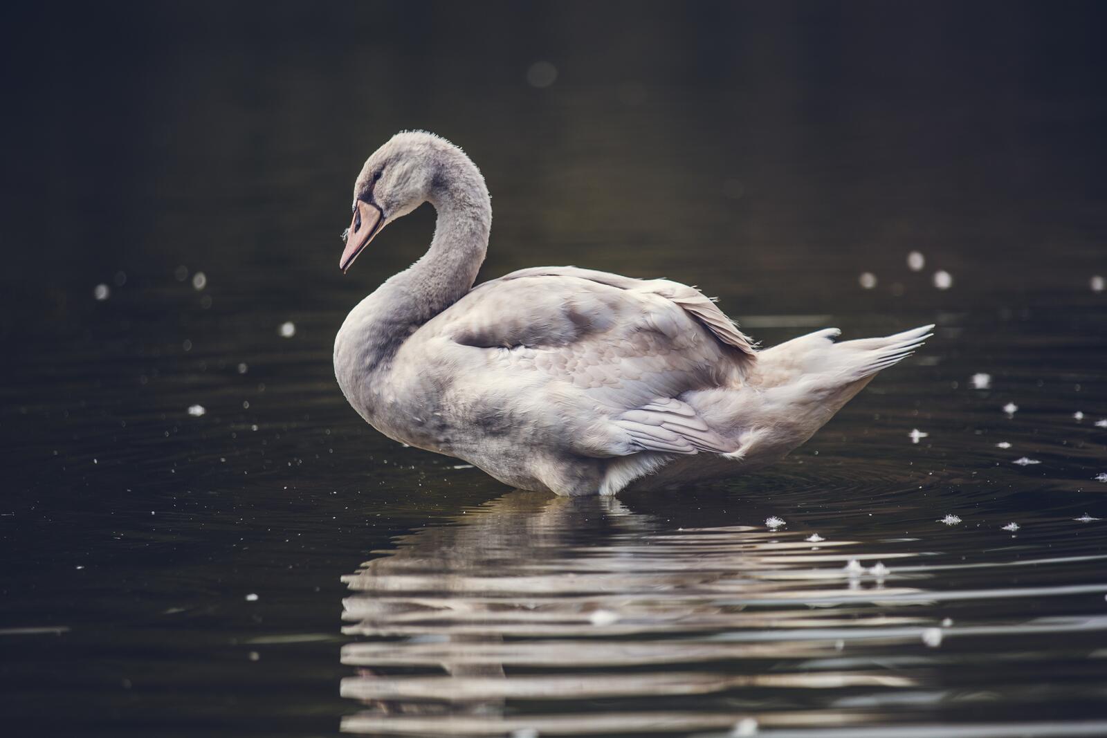 Бесплатное фото Лебедь полоскается в воде