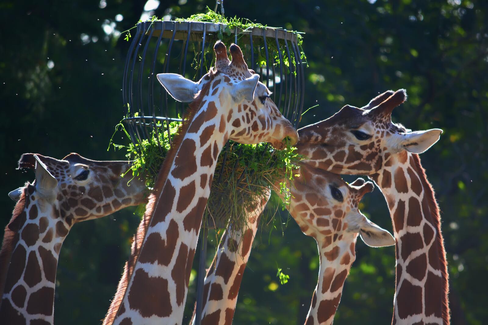 Обои животные жираф поедание на рабочий стол
