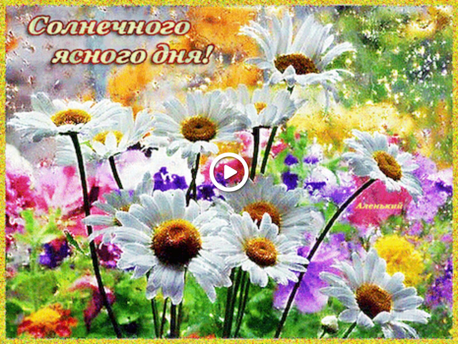 A postcard on the subject of chamomile sunny day animation flowers for free