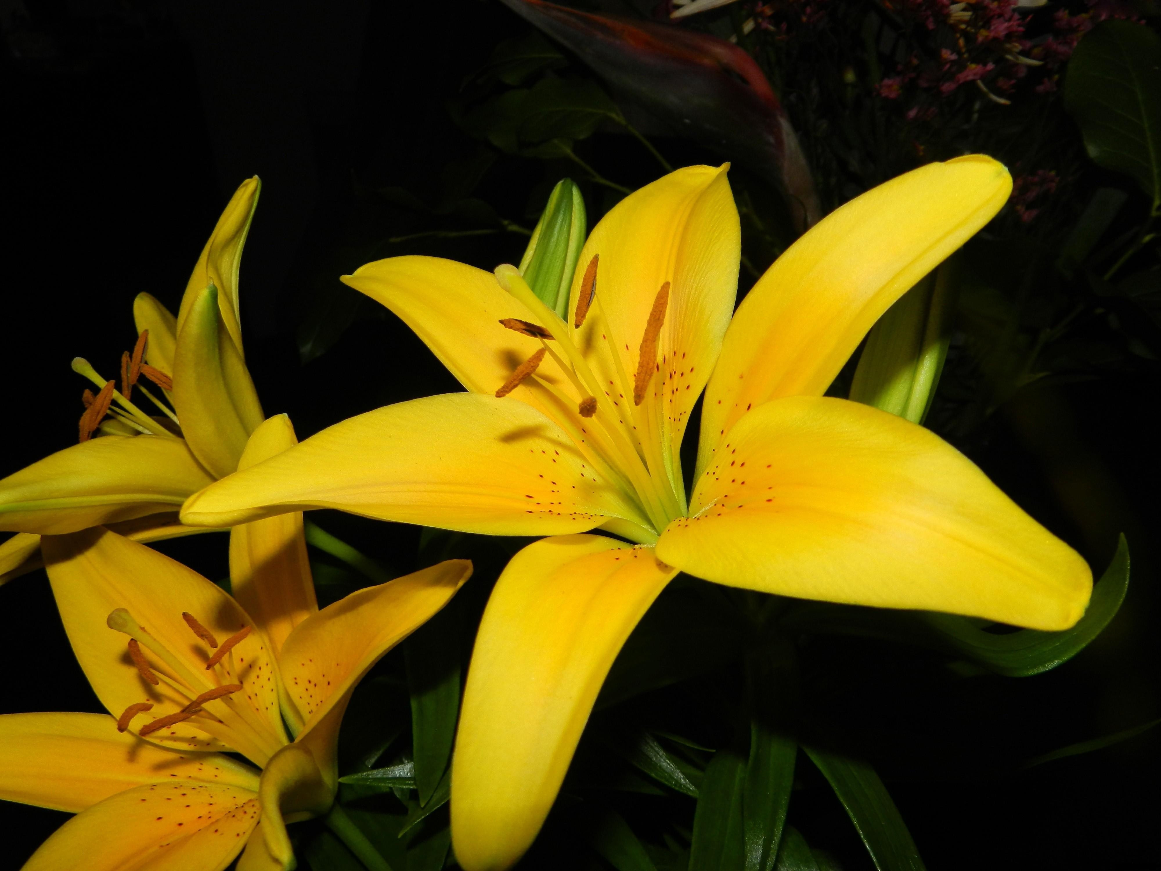 Фото бесплатно цветы, желтый, лепестки