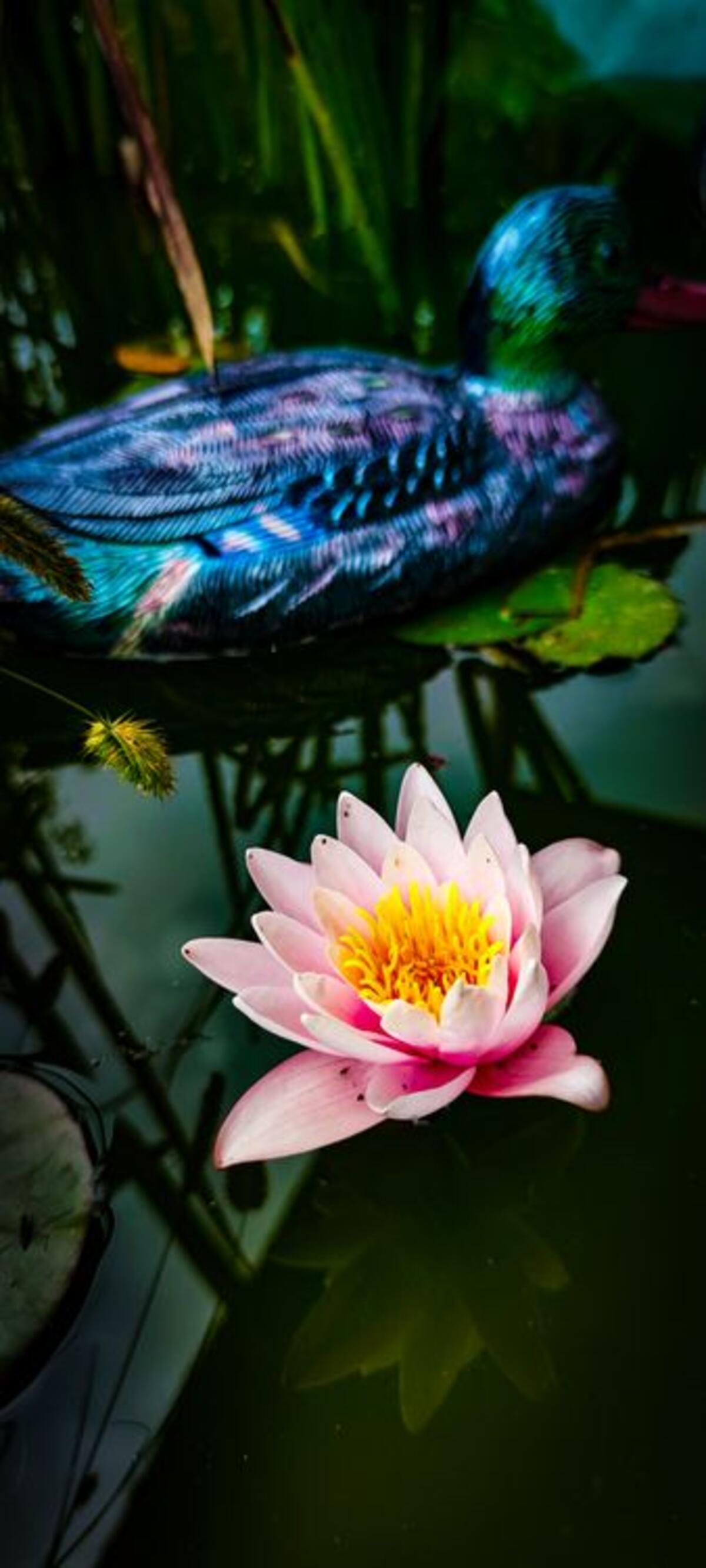 Water lily. Pond plants. Water lily. Pond.