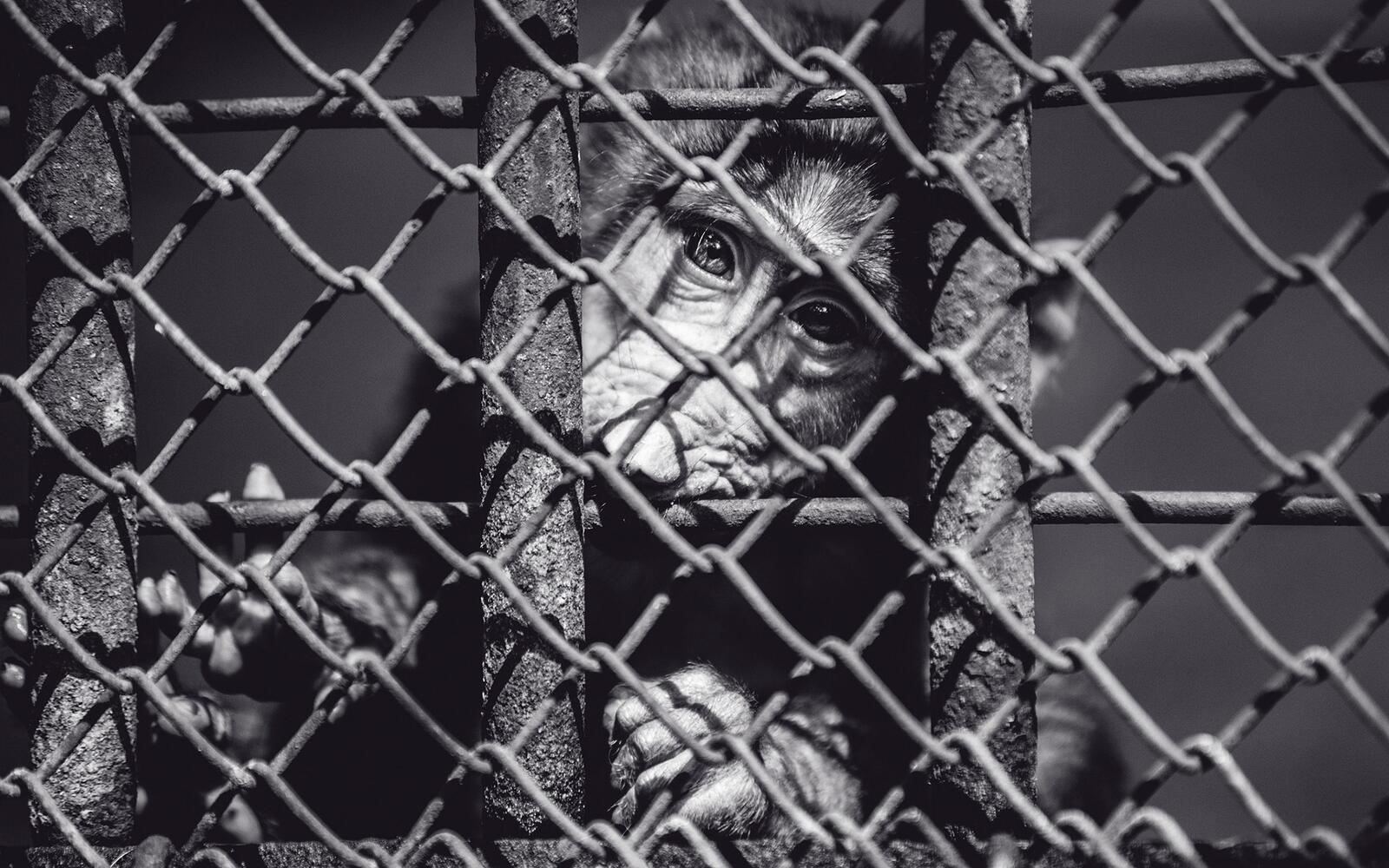Wallpapers monkey cage face on the desktop