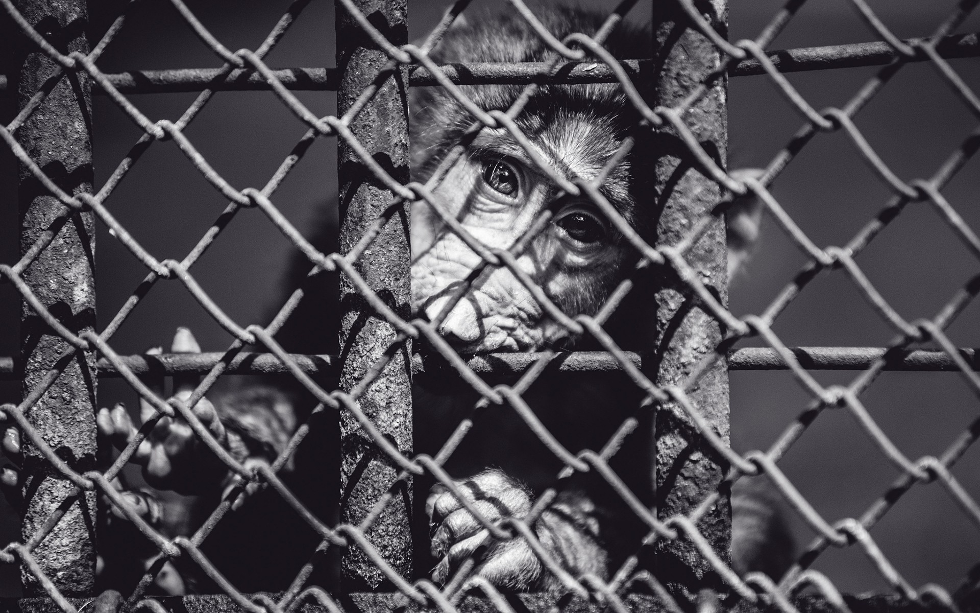 Фото бесплатно обезьяна, клетка, лицо