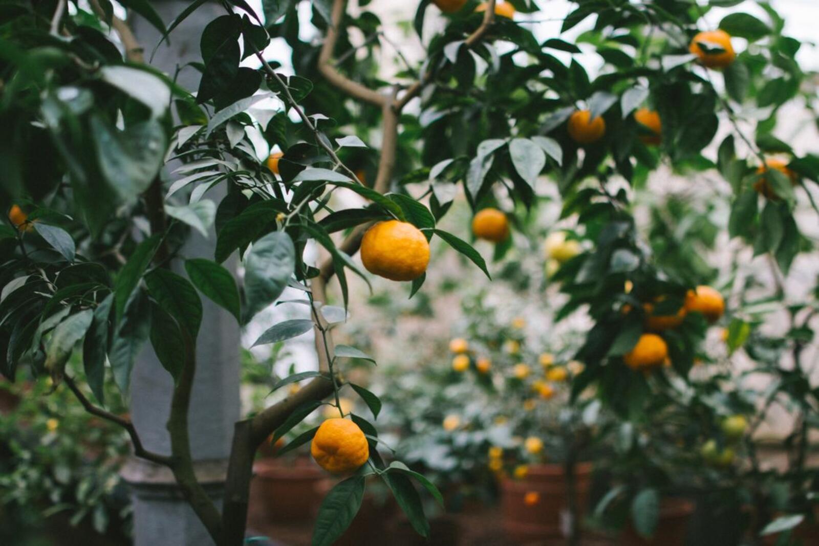Обои апельсины дерево фрукты на рабочий стол